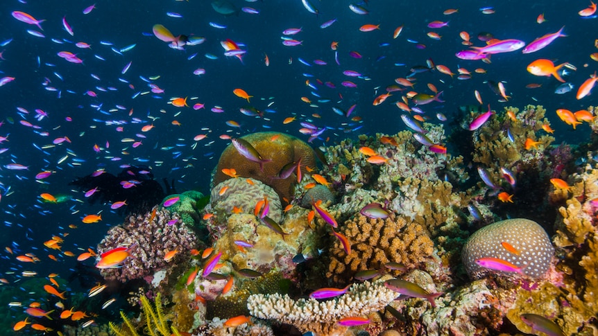 Australia stopped the Great Barrier Reef being listed as 'in danger' – what happens next?