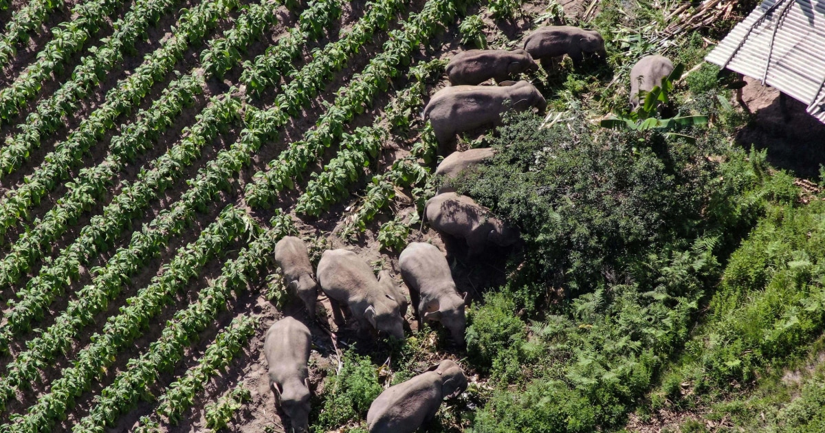 One year and hundreds of miles later, China's wandering elephants appear to be going home