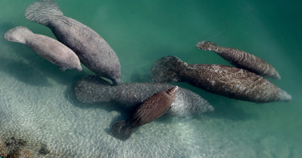 Florida manatees dying in record numbers amid food scarcity