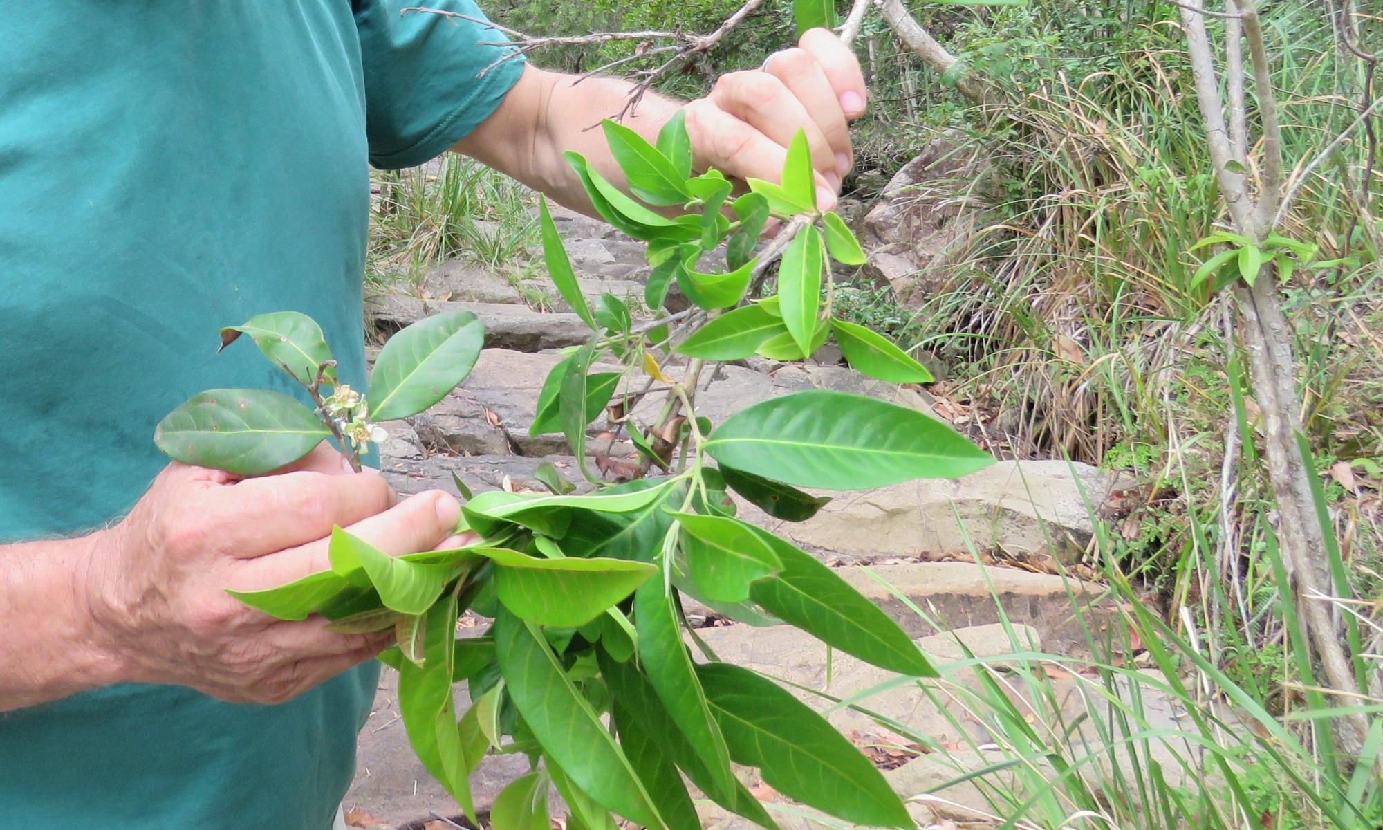 Australia's native guava plant close to being wiped out by invasive disease – study
