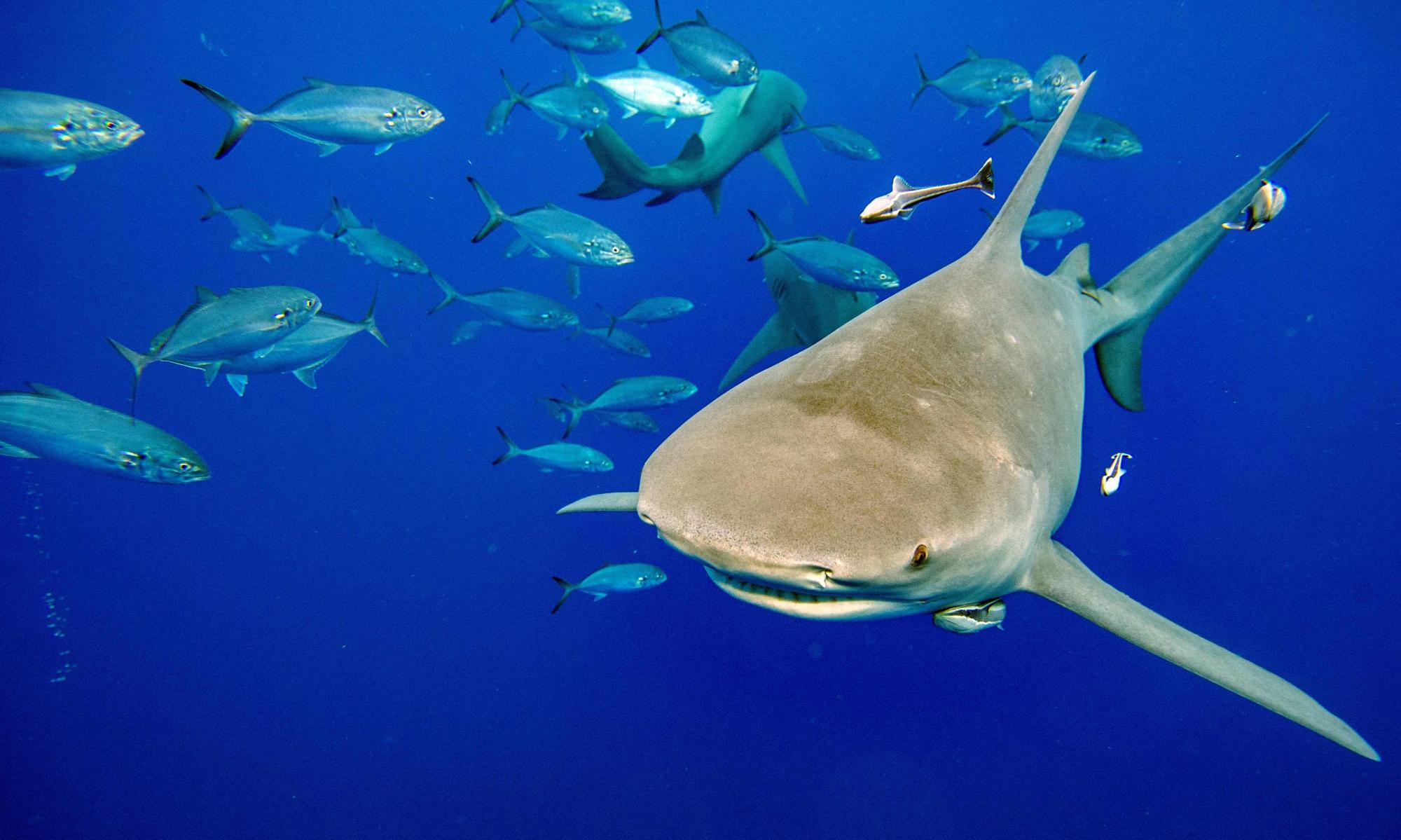 Shark fin trade regulated at last in landmark decision