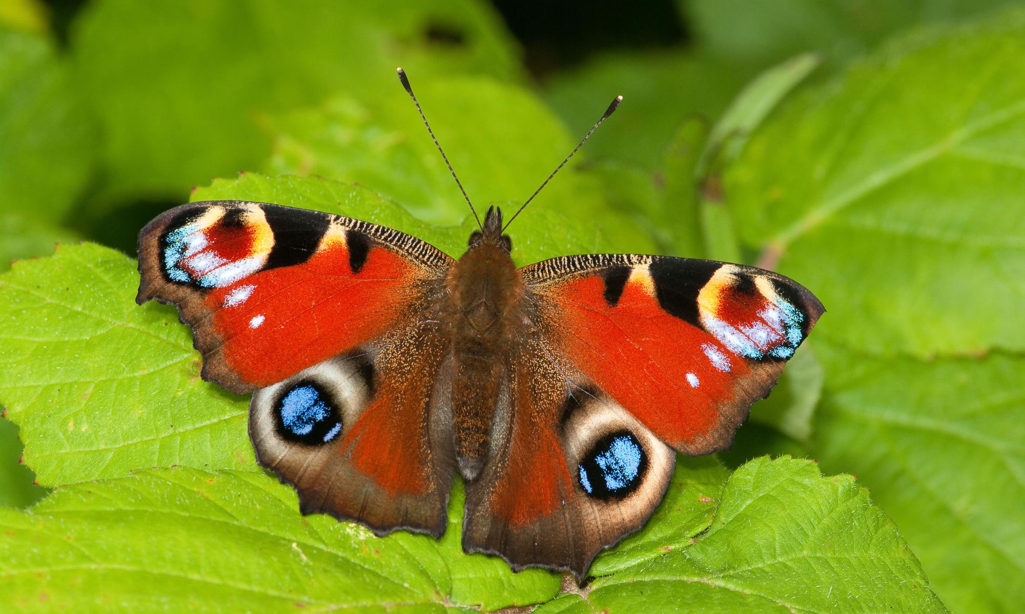 Record low number of British butterflies baffles scientists