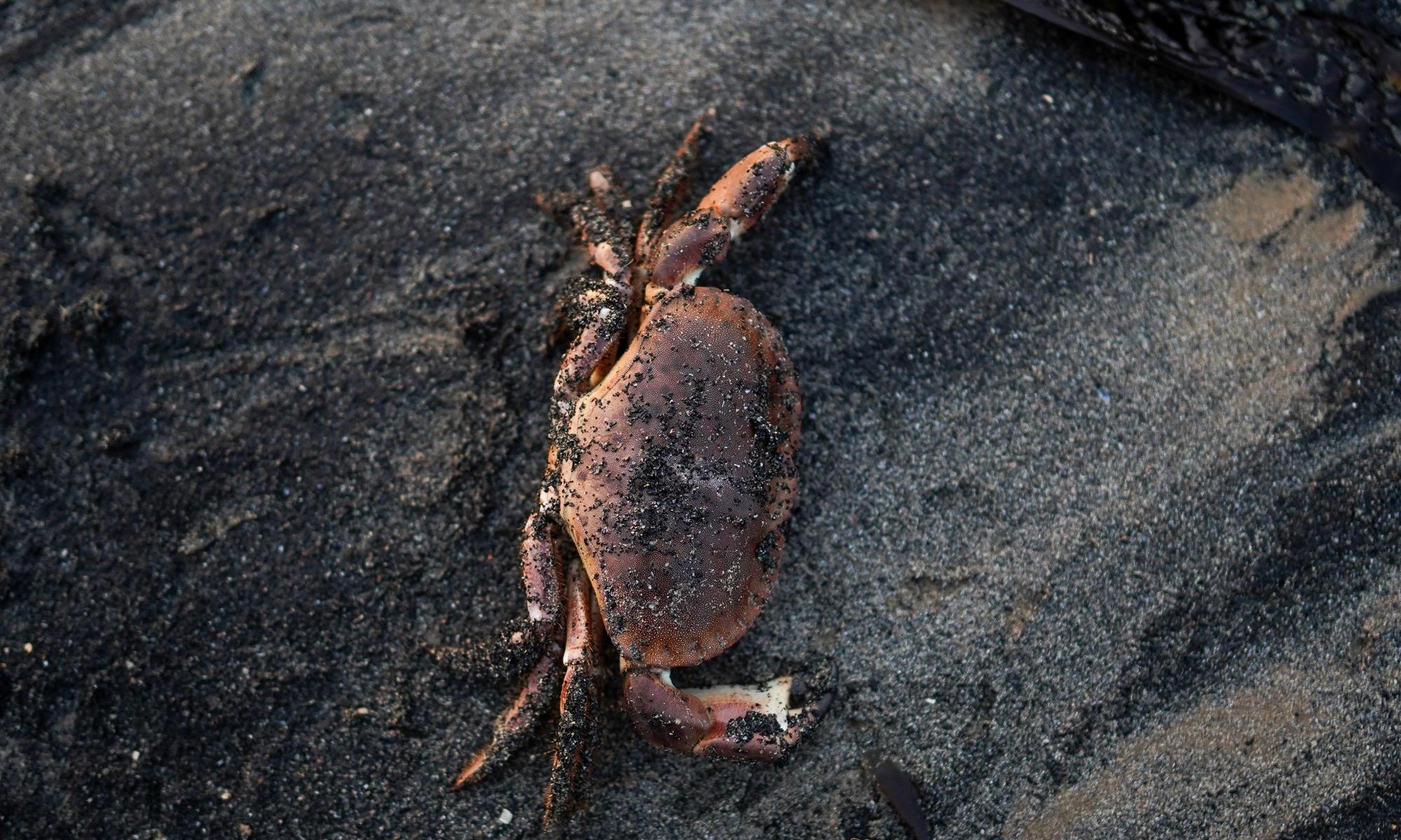Panel to investigate crab and lobster deaths on north-east coast of England
