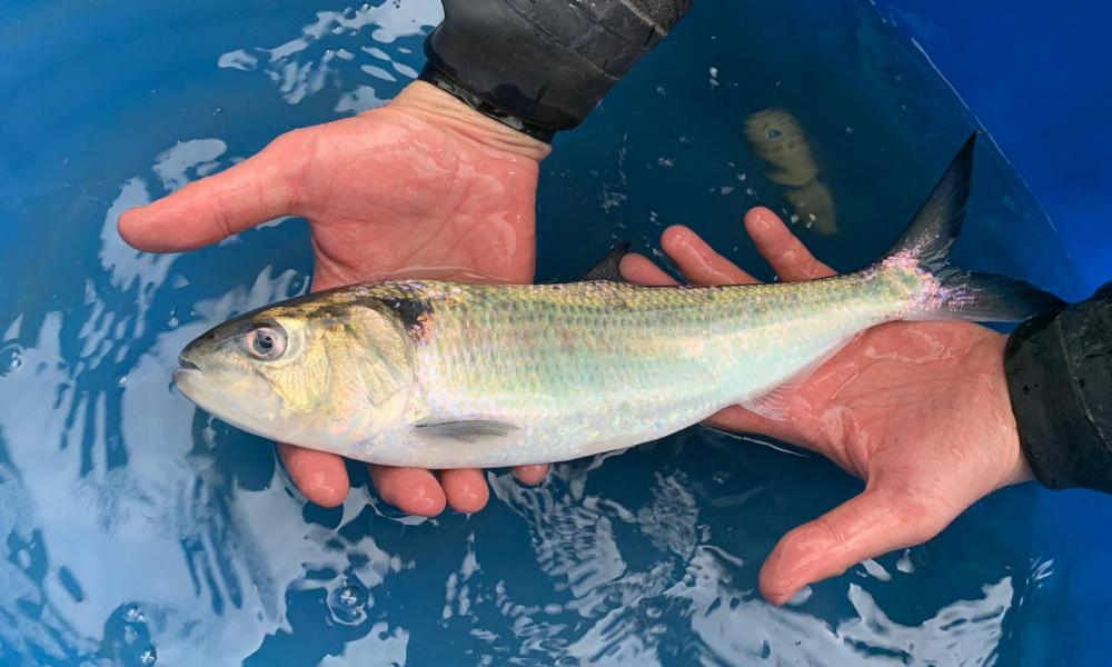 Fish passes give endangered twaite shad chance to swim up Severn River and spawn