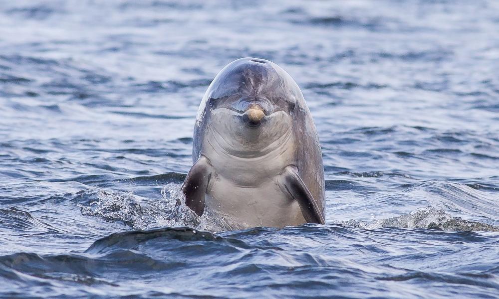 研究人员说，大多数海豚都是“右撇子”