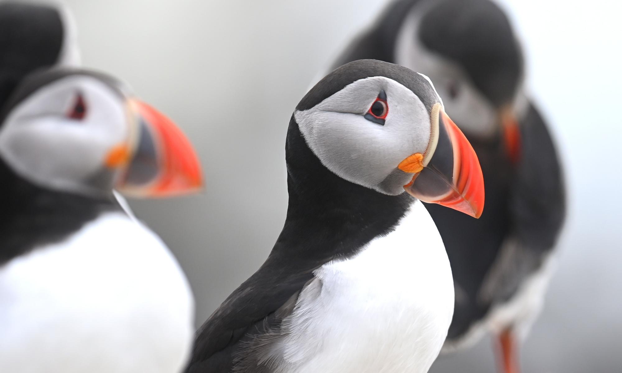 Puffin nesting sites in western Europe could be lost by end of century