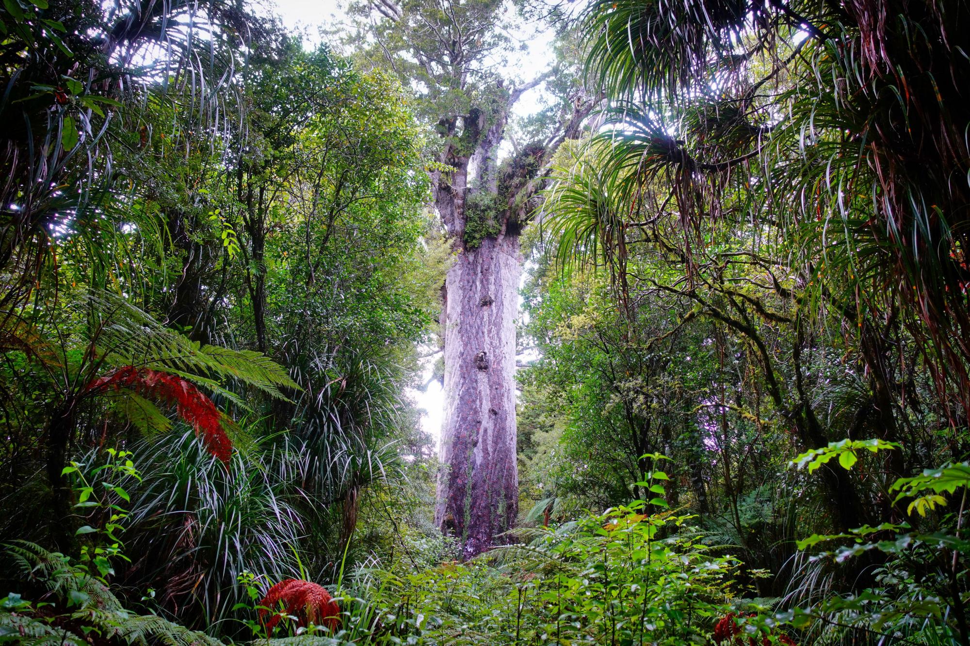 Salvation of New Zealand’s dying giant kauri trees may have roots in Māori wisdom