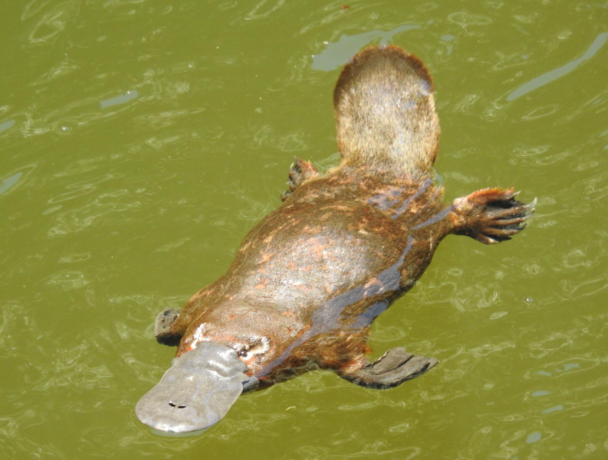 Fears for platypus populations after flooding in Queensland and NSW