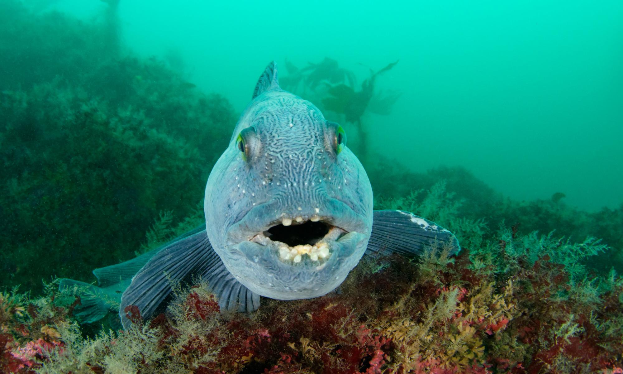 Specieswatch：我们能不能种出可怕却害羞的大西洋狼鱼？