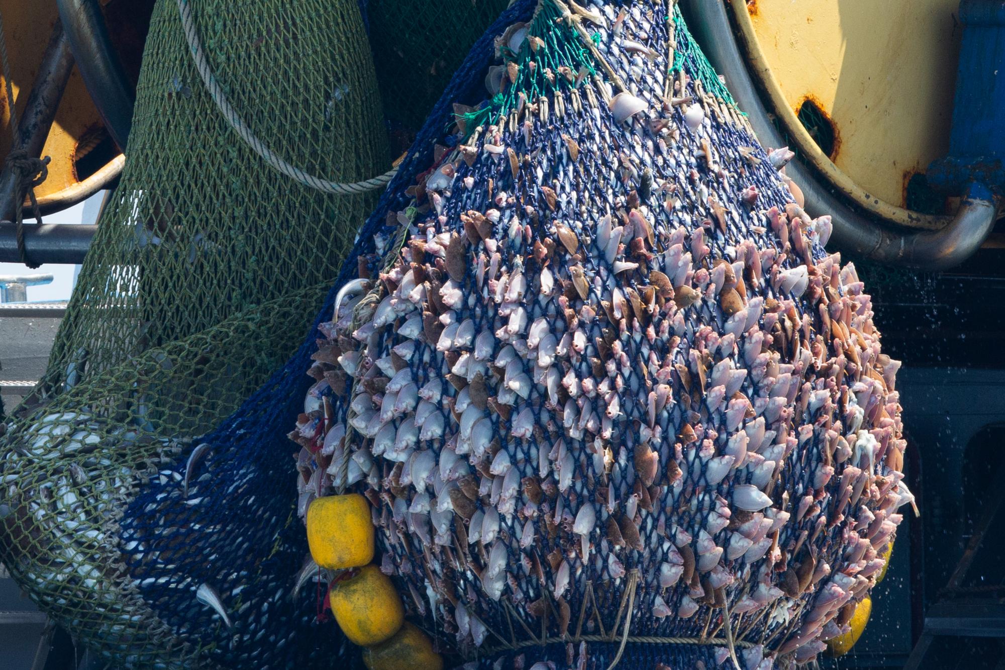 Atlantic overfishing was already a problem. Then Brexit happened