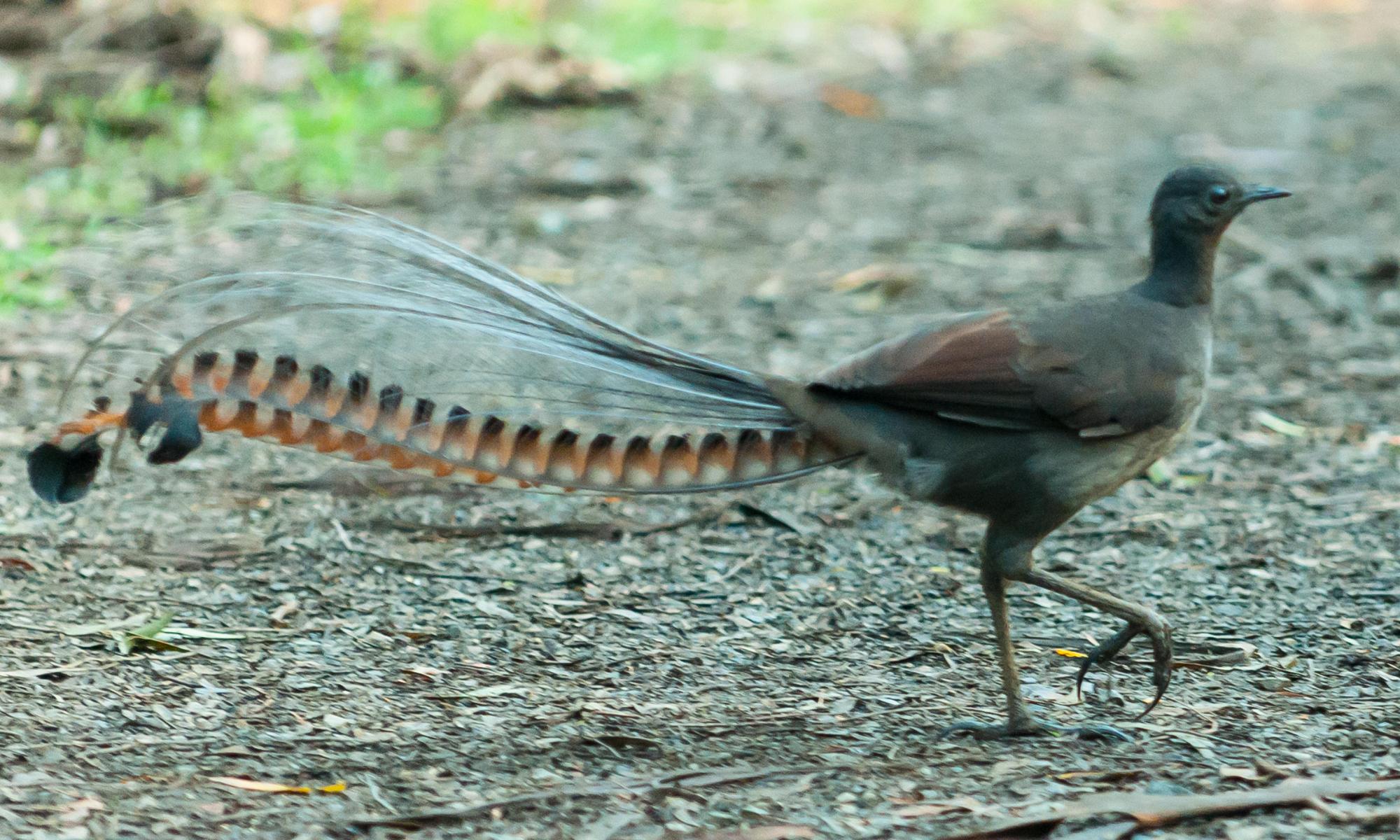 Lyrebird may join threatened species, as scale of bird habitat lost to bushfires emerges