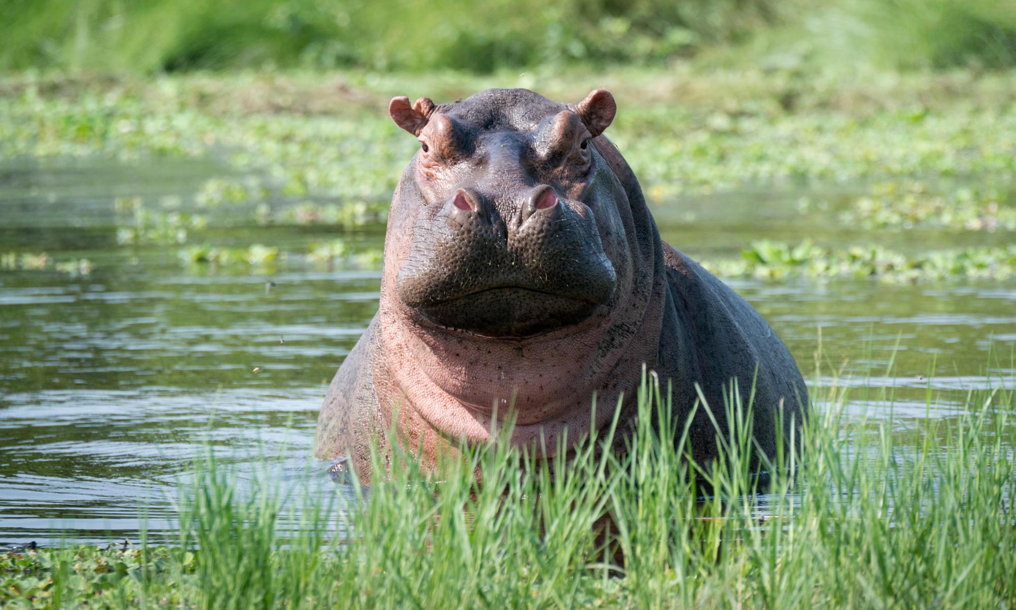 Ten African countries accuse EU of failing to protect hippos 