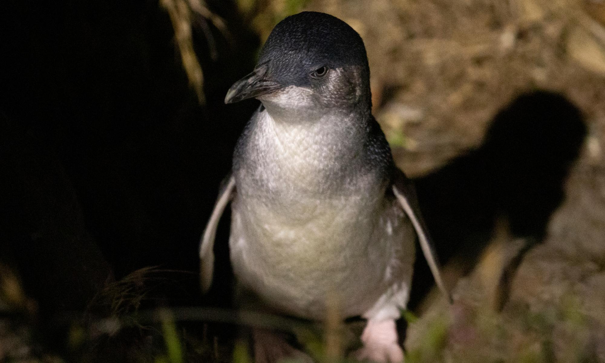 Search for clues as bodies of hundreds of little blue penguins wash ashore in New Zealand 