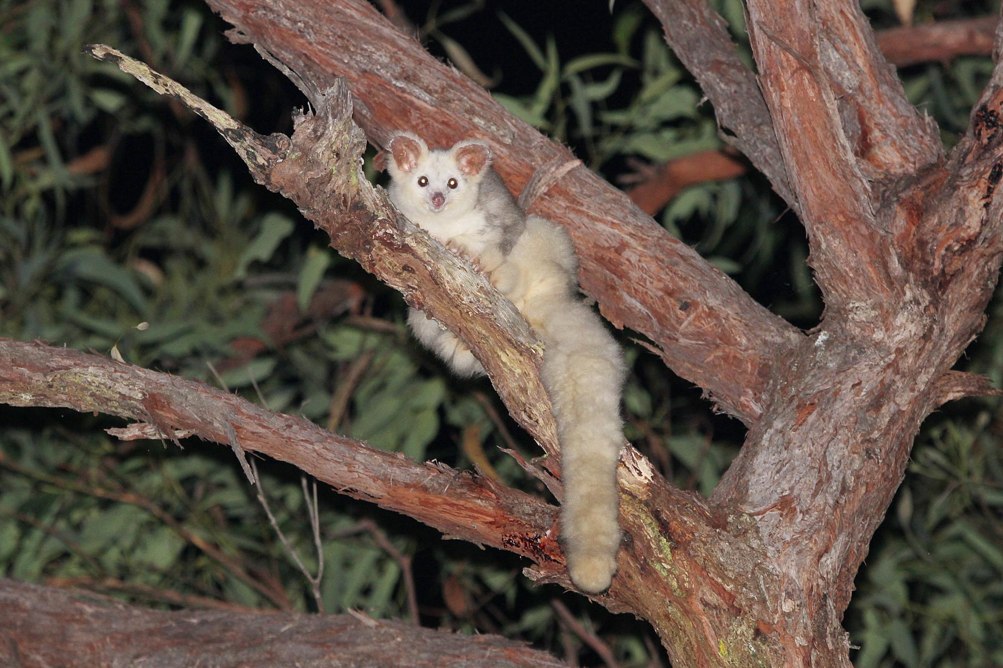 Victorian state logging company failed to protect threatened gliders, court finds