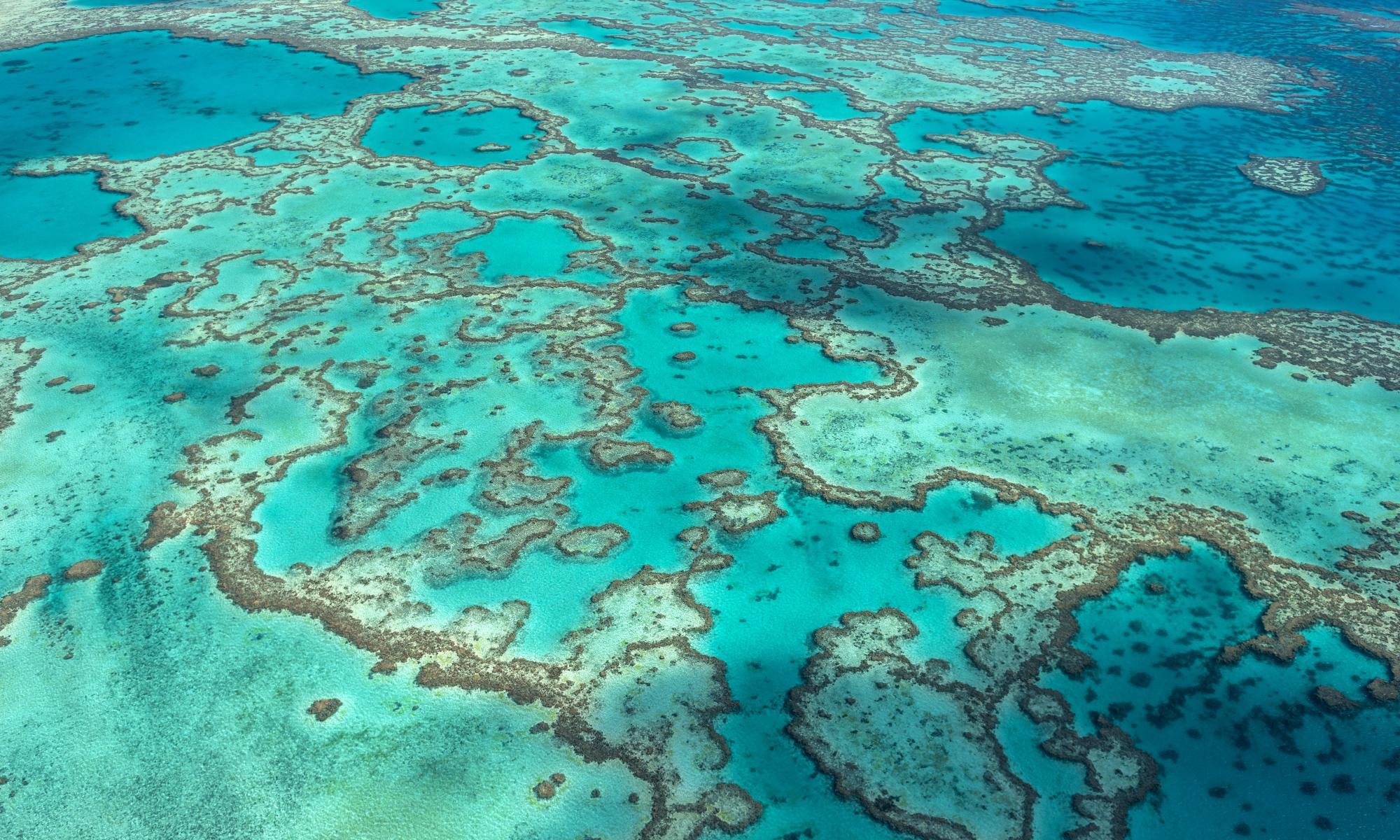 Great Barrier Reef should be placed on world heritage ‘in danger’ list, UN-backed report says