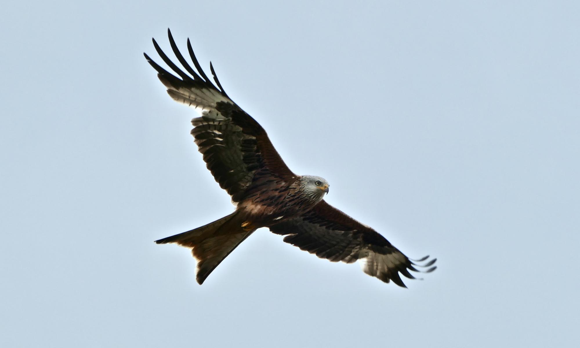 Red kites thriving in England 30 years after reintroduction