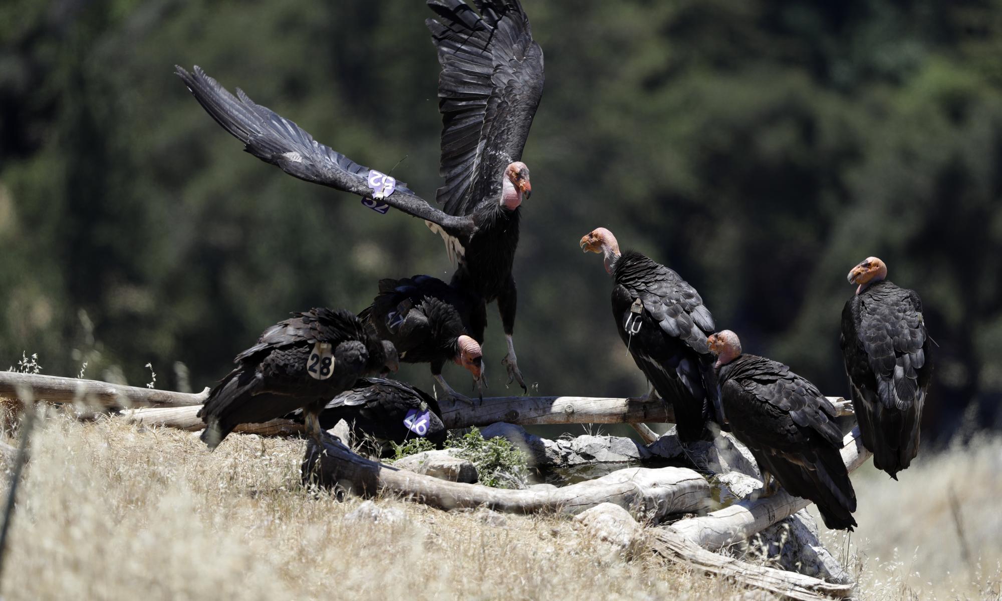 Top-flight recovery: the inspiring comeback of the California condor