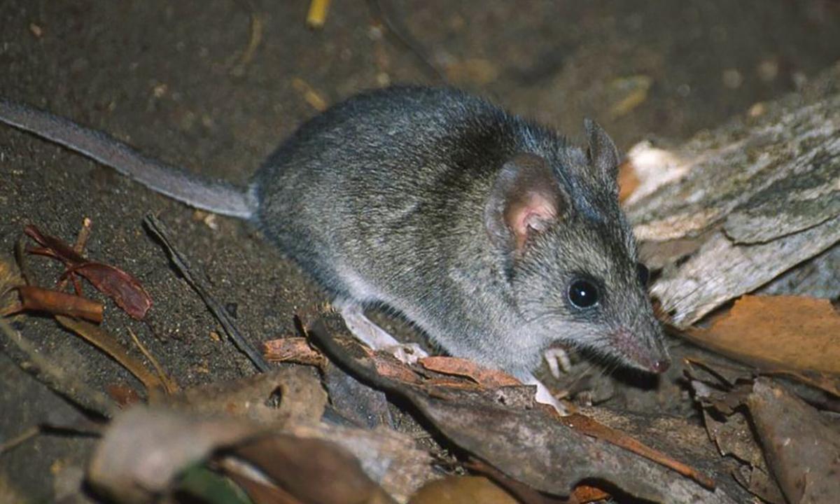 Fears for wildlife recovery after bushfires as coronavirus crisis stymies scientists’ fieldwork