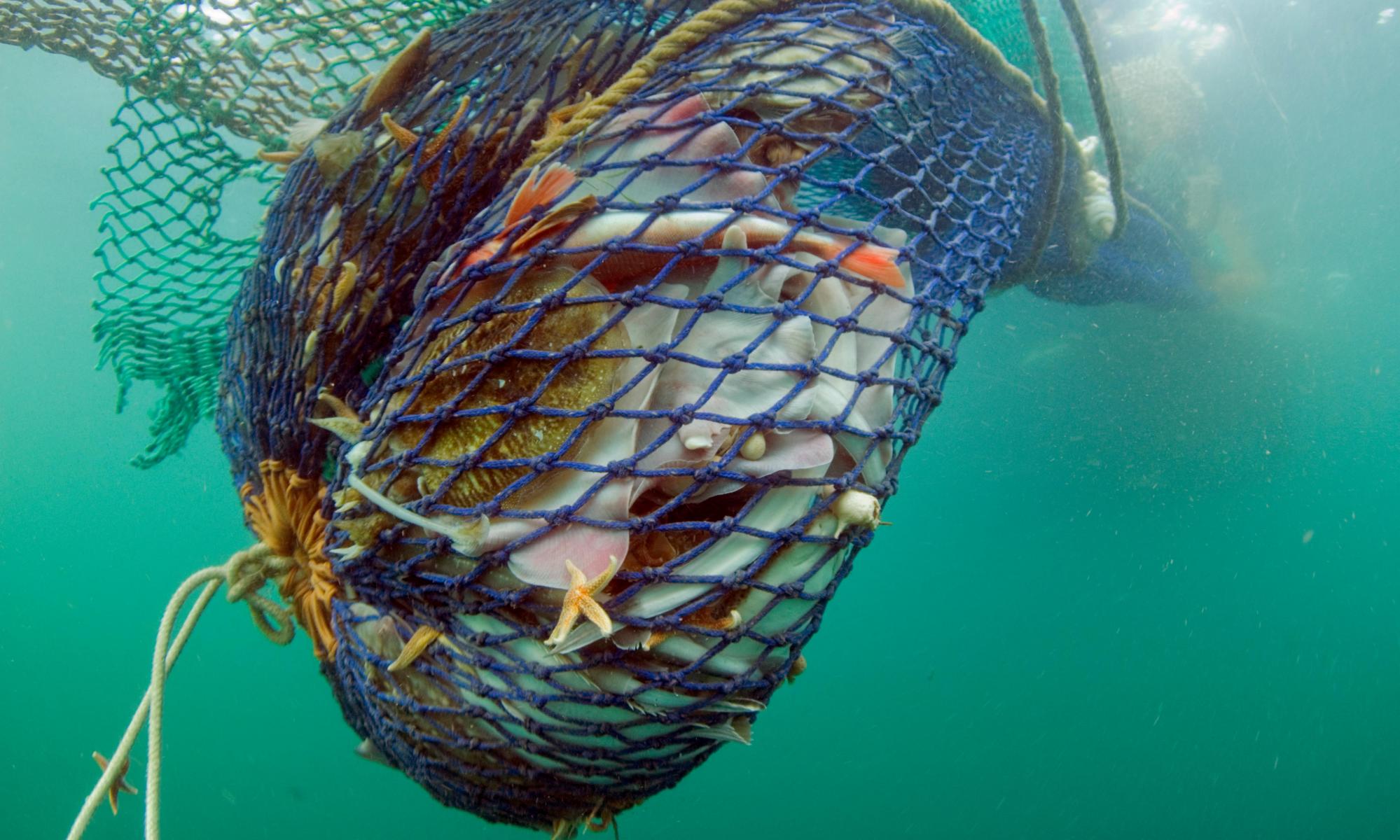 EU slammed over failure to protect marine life from ‘destructive’ fishing