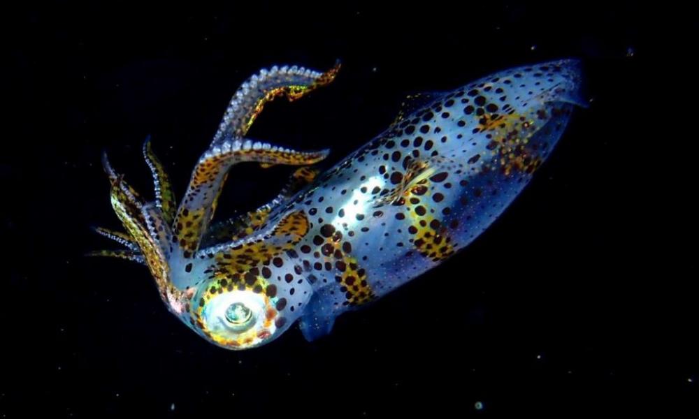 Japan makes squid farming breakthrough as wild catches plummet