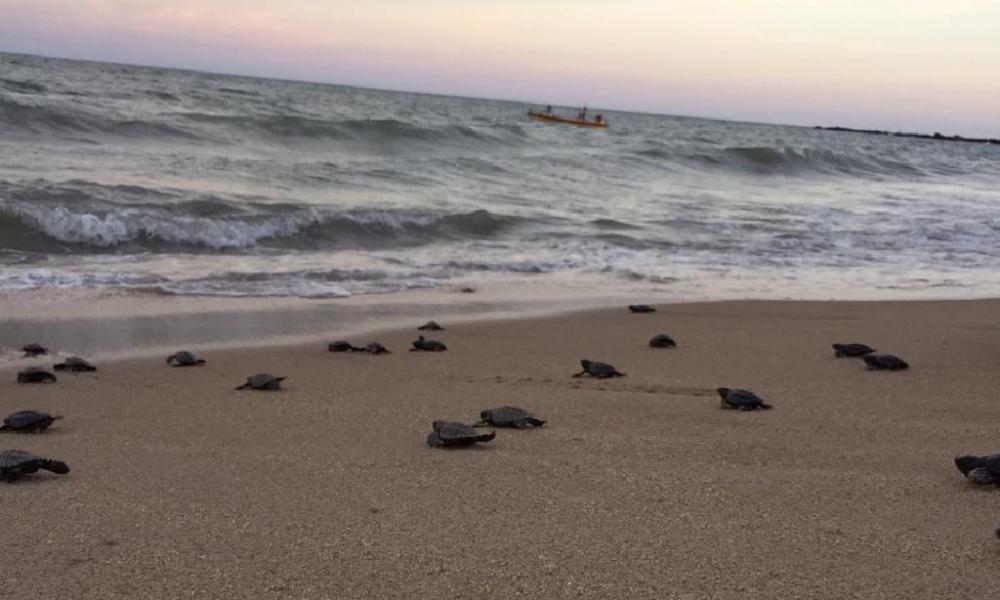Endangered sea turtles hatch on Brazil's deserted beaches