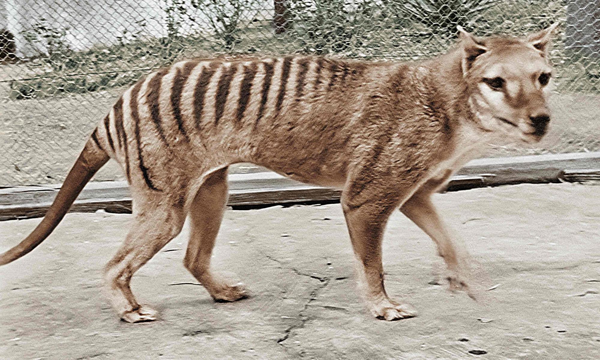 Resurrecting the Tasmanian tiger may be a noble idea – but what about preserving existing species? | Adam Morton