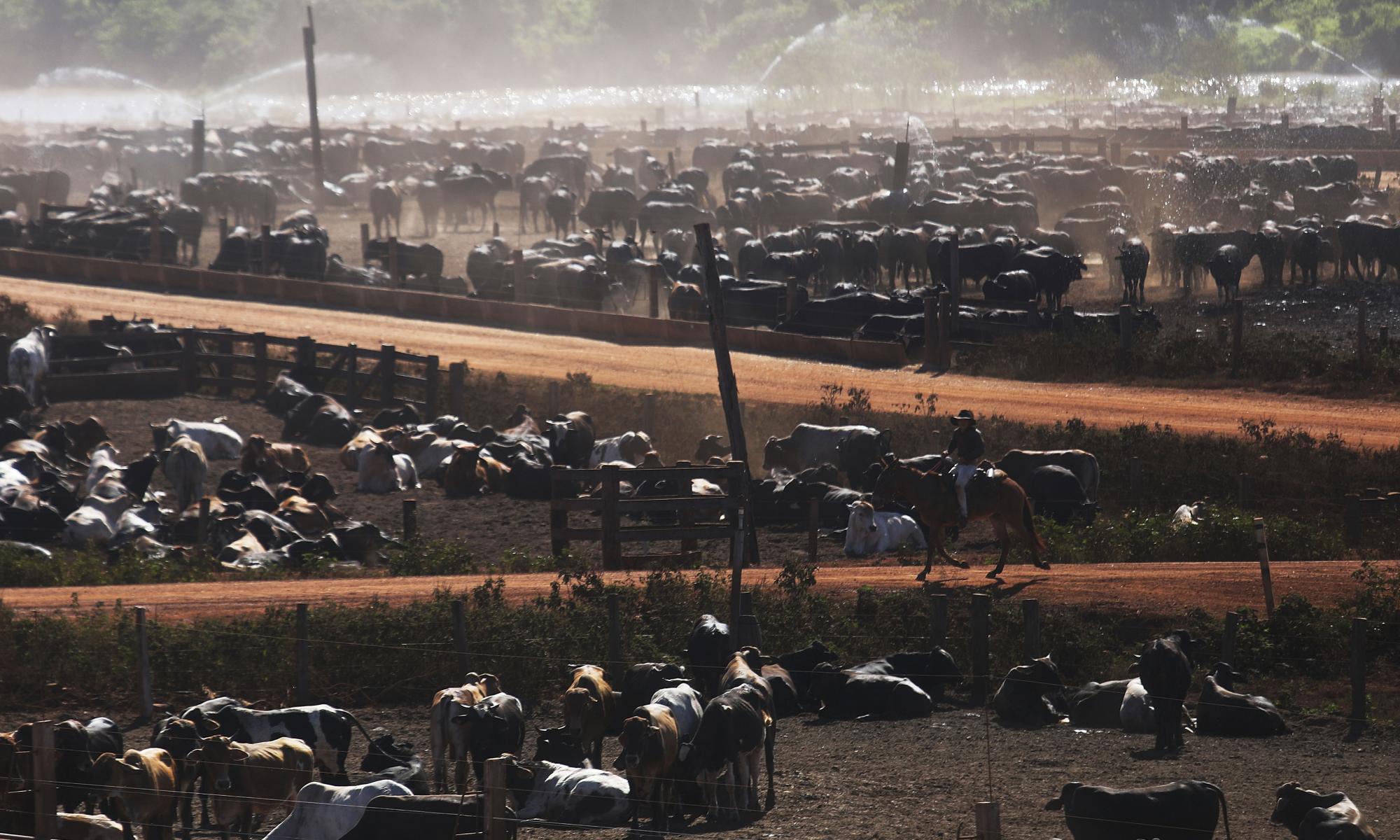 世界银行敦促重新考虑对巴西最大的牛肉公司之一的投资