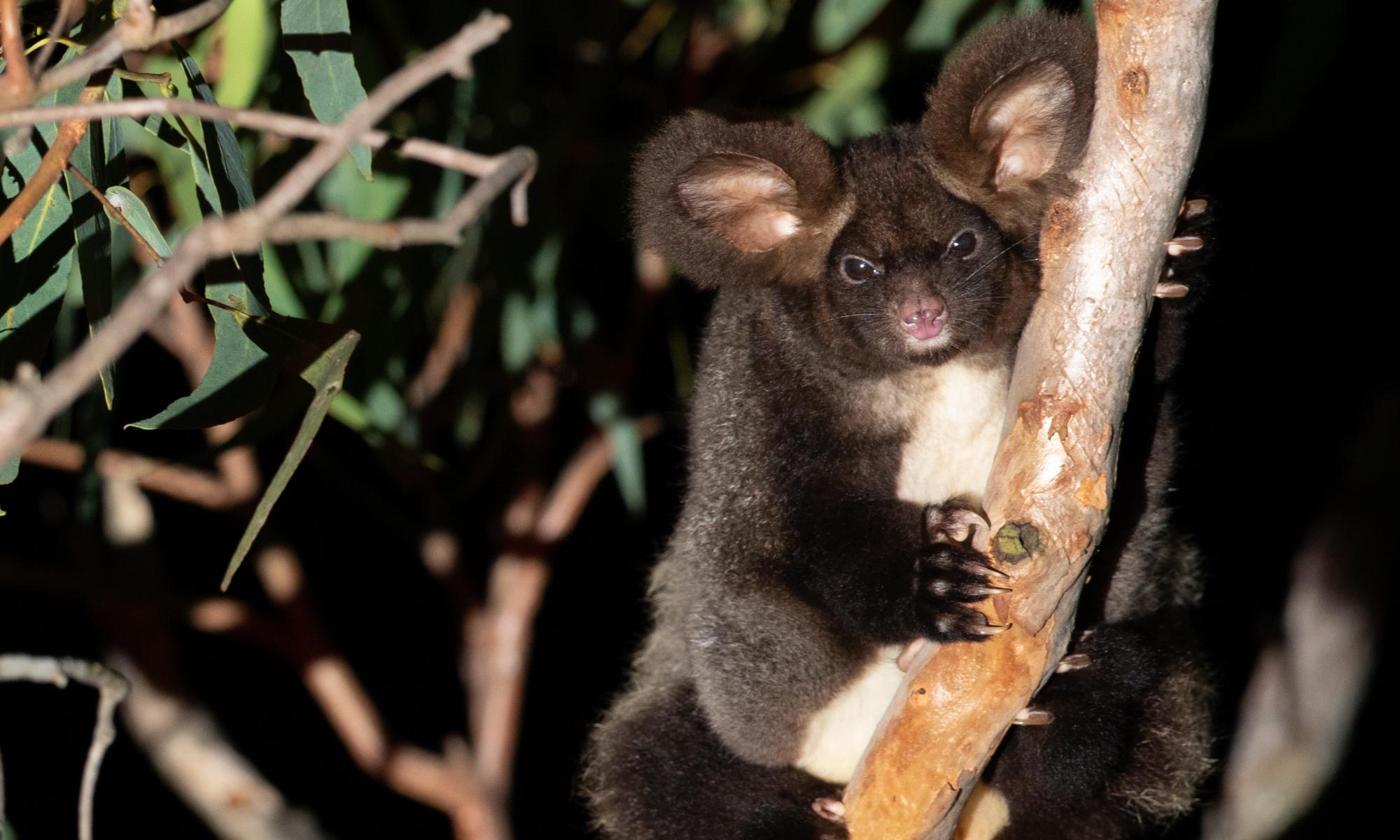 Greater glider now endangered as logging, bushfires and global heating hit numbers
