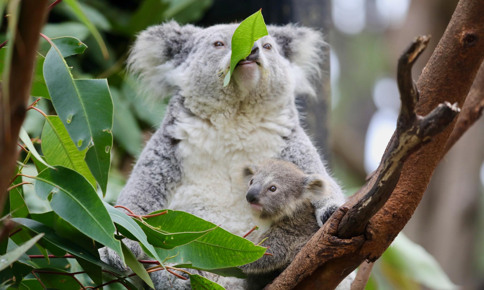'Taking an eraser' to Australia's wildlife: ad blitz planned to fight environment law