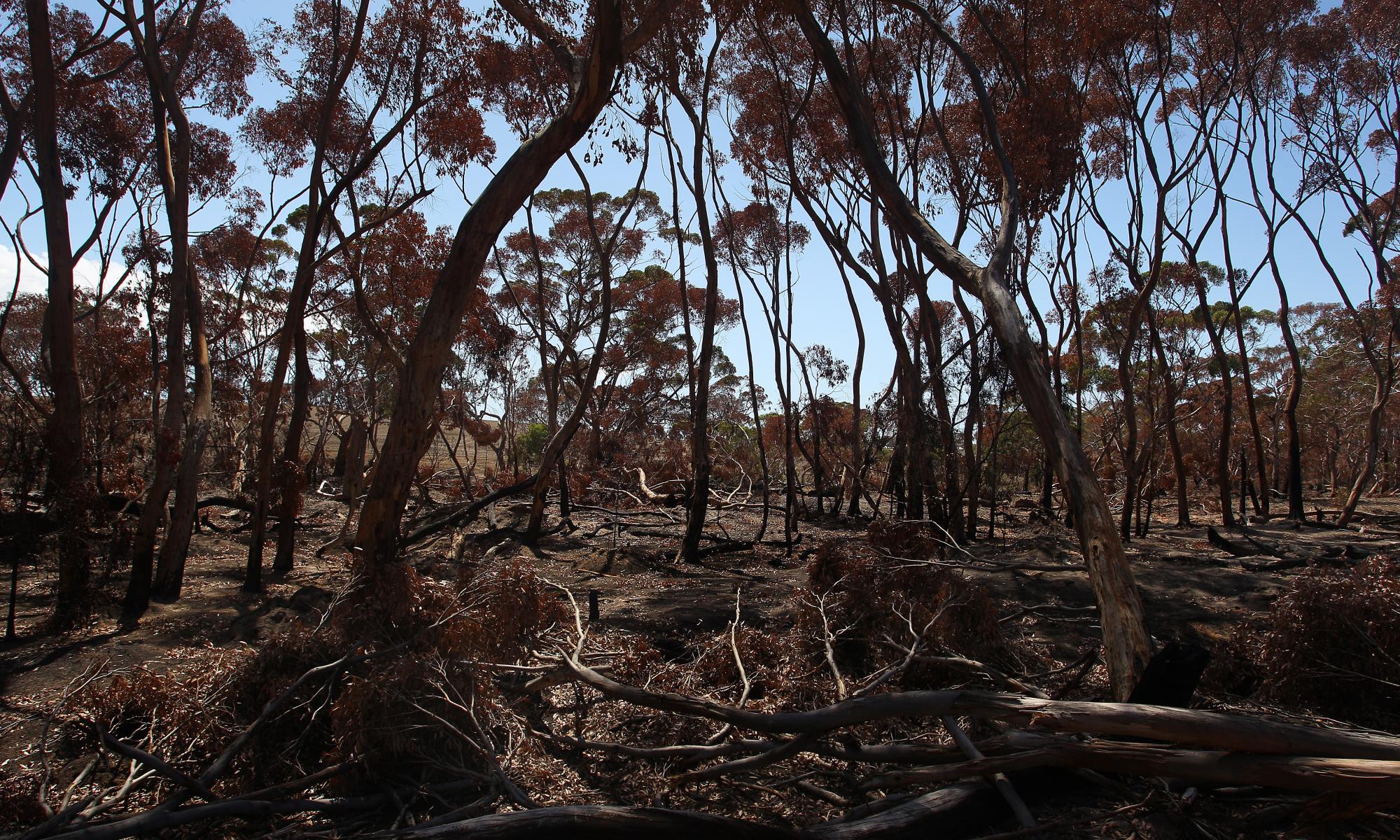 Bushfires leave 470 plants and 200 animals in dire straits – government analysis