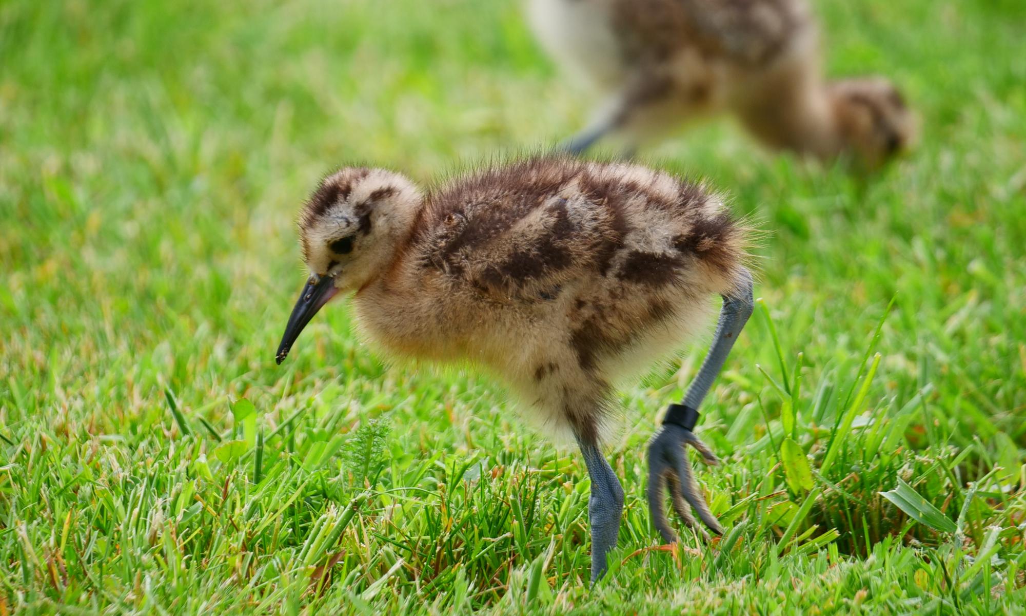  Ready for takeoff: curlews from eggs rescued at airfields set for release