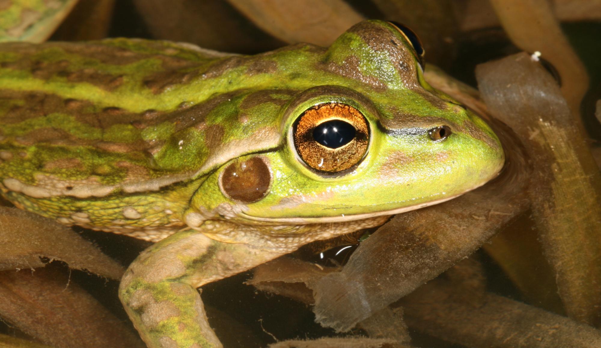 How restoring habitat is saving the endangered yellow-spotted bell frog