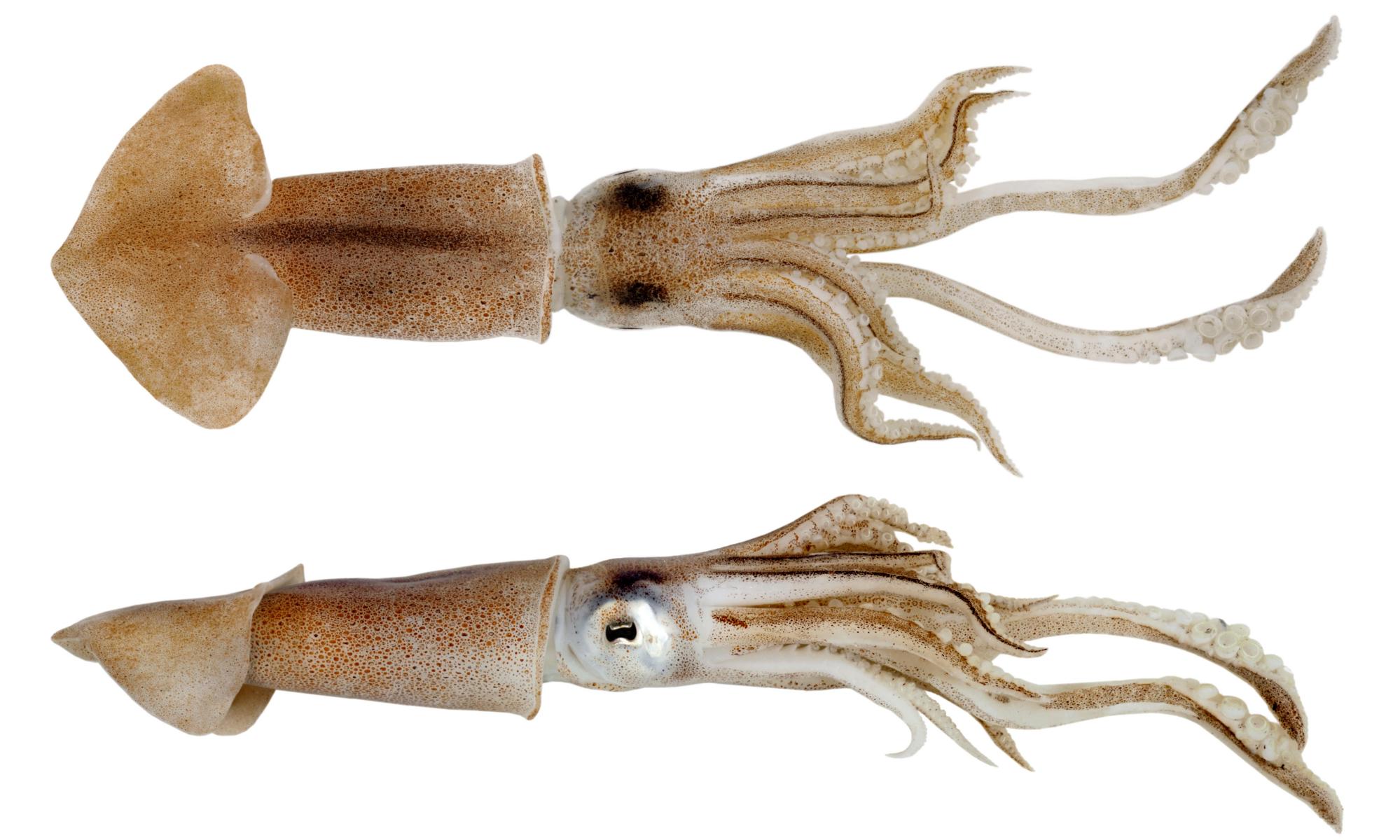 Specieswatch: why the squid game in UK needs new rules