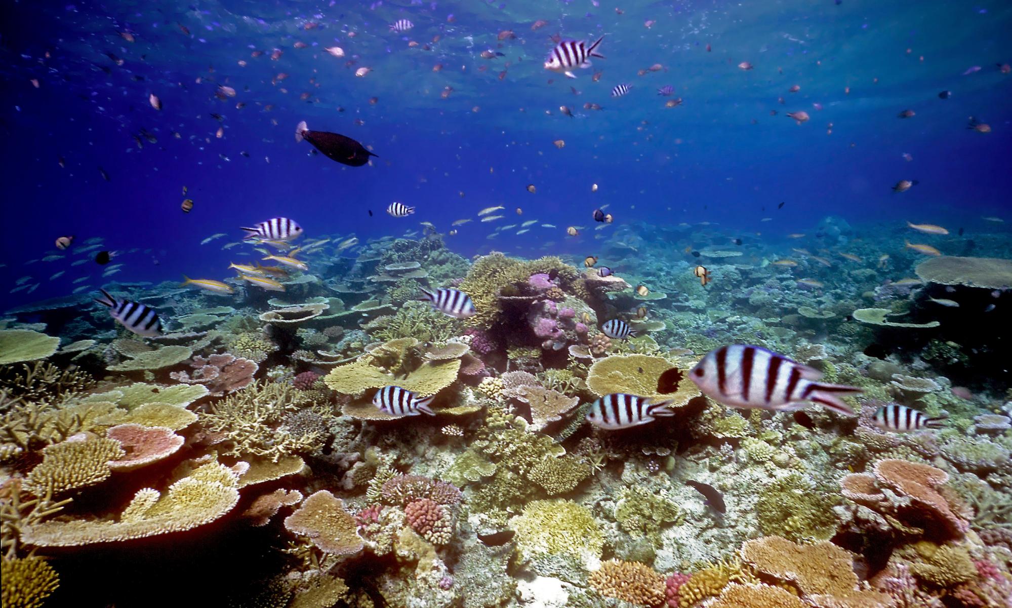 研究发现健康的珊瑚声音将鱼引诱回废弃的珊瑚礁