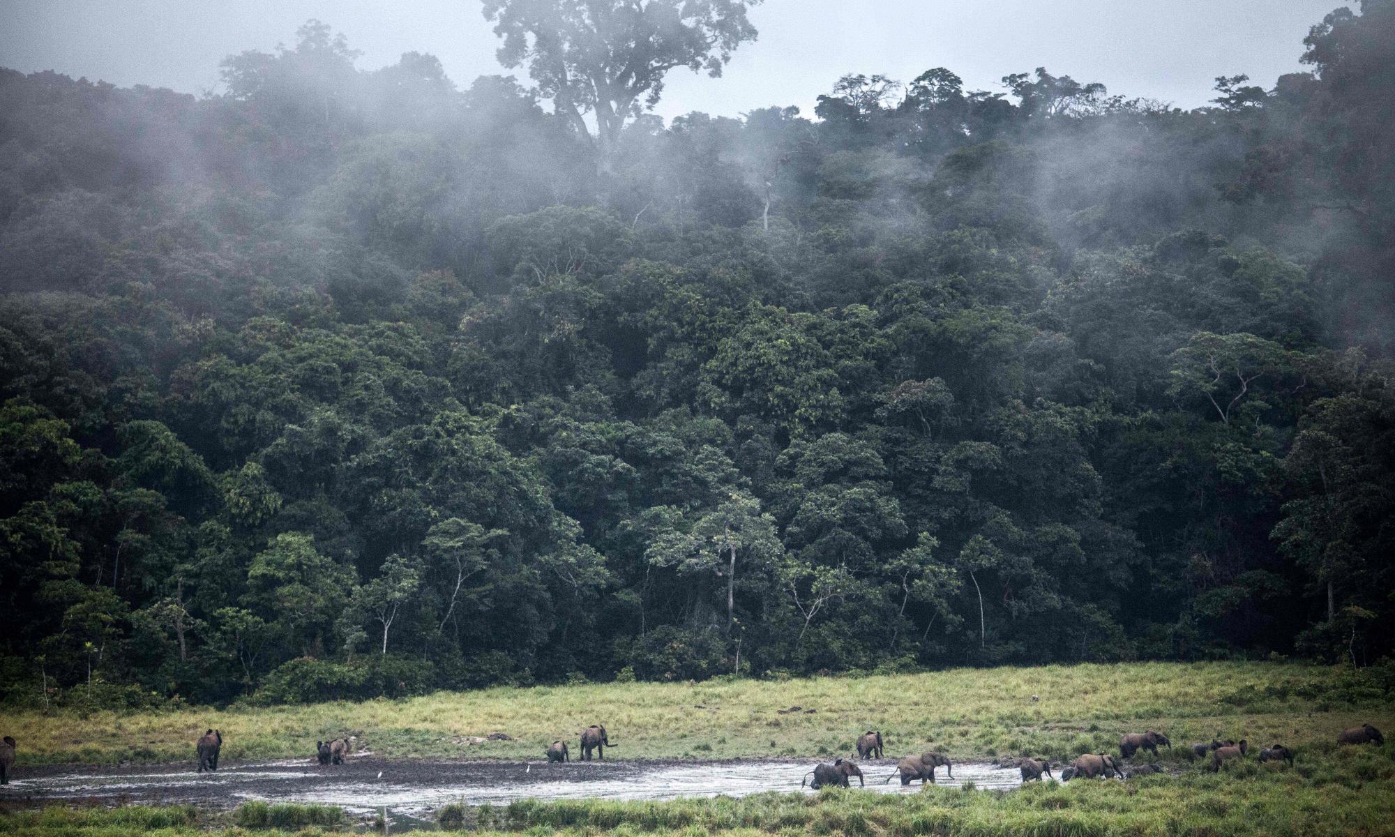 Dry tropical forests may be more at risk than wet rainforests, study says