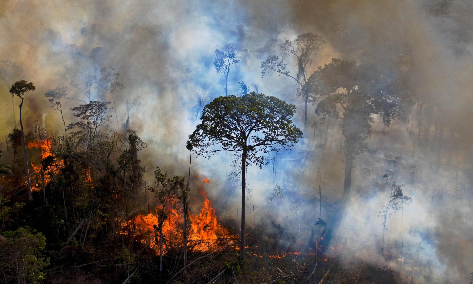 Large parts of Amazon may never recover, major study says