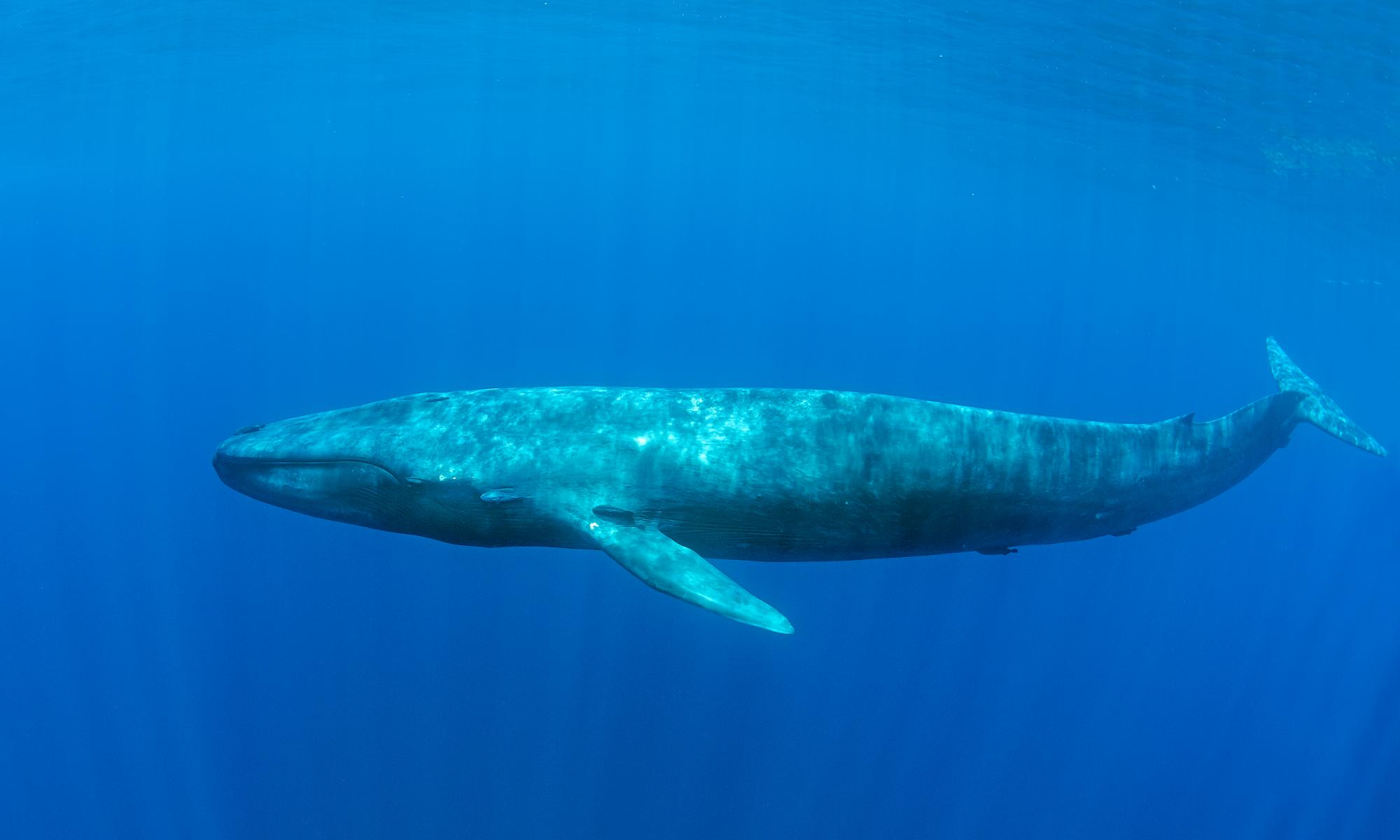 The Guardian view on the blue whale’s comeback: an ocean’s glory restored | Editorial