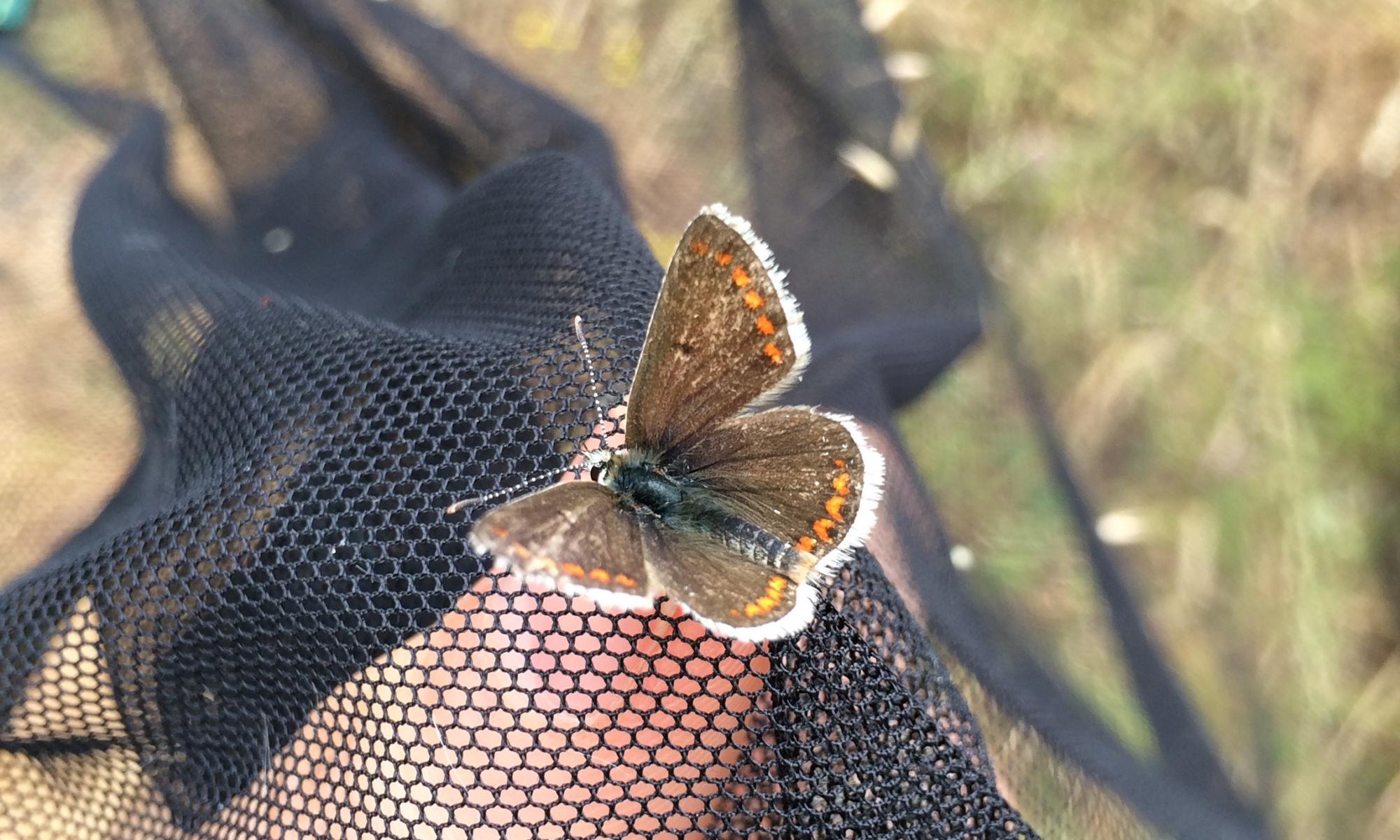 Scientists take temperatures of butterflies to uncover climate threat