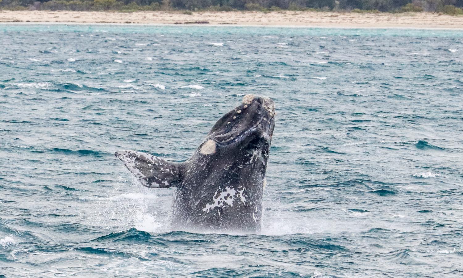 Researchers use whale photo archive to help protect important WA calving site