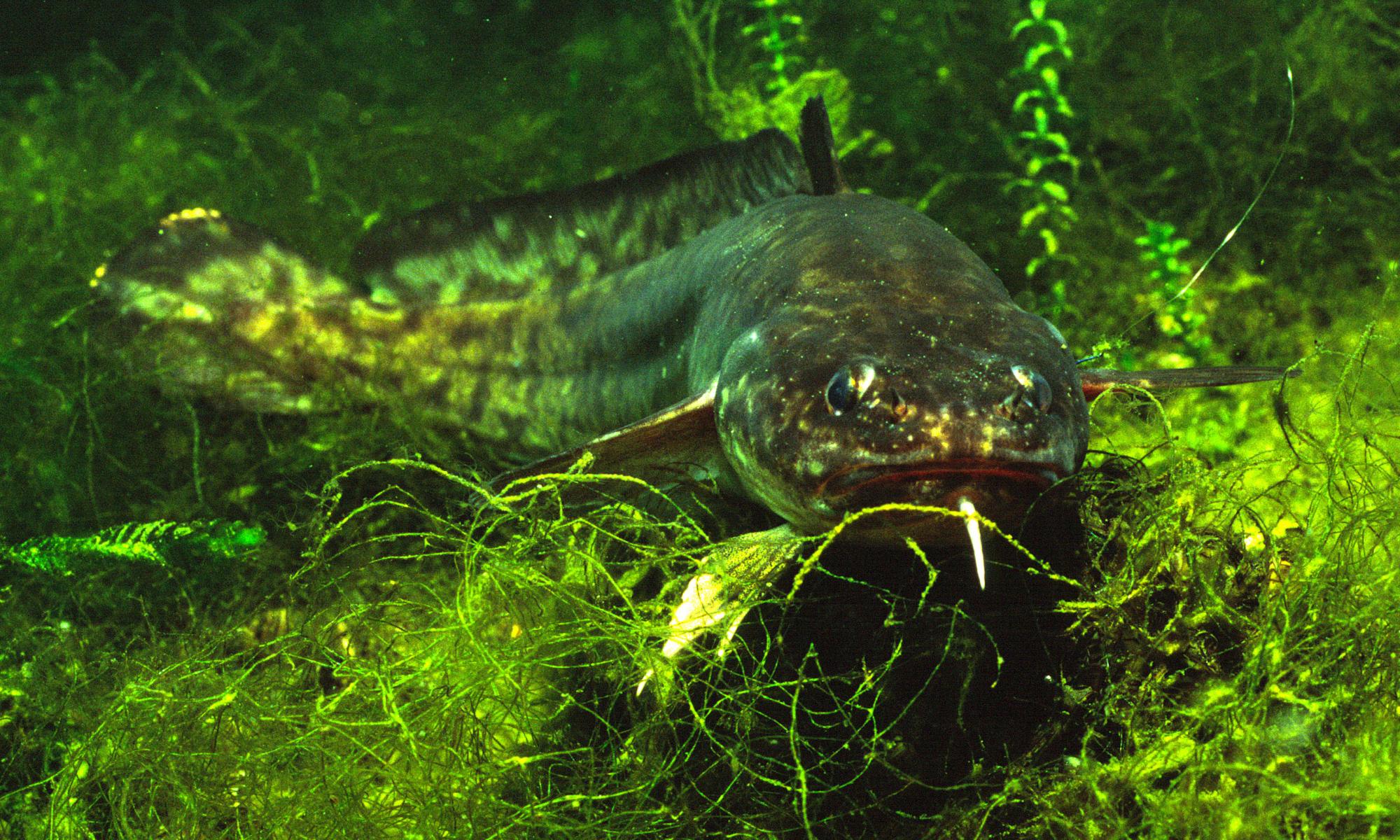 Return of the burbot: 'great lost fish' to be reintroduced to UK