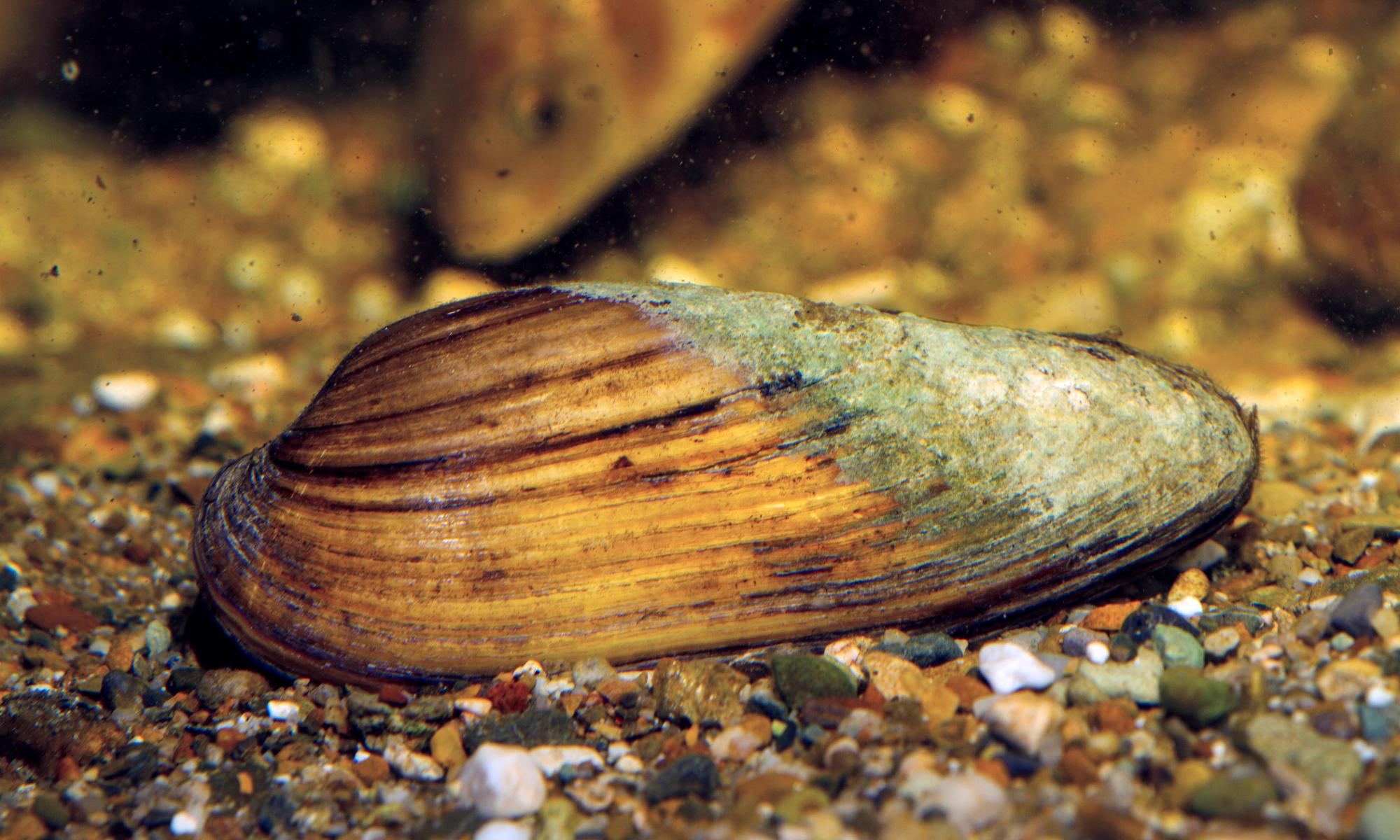 Native mussel numbers down almost 95% since 1960s, Thames survey finds