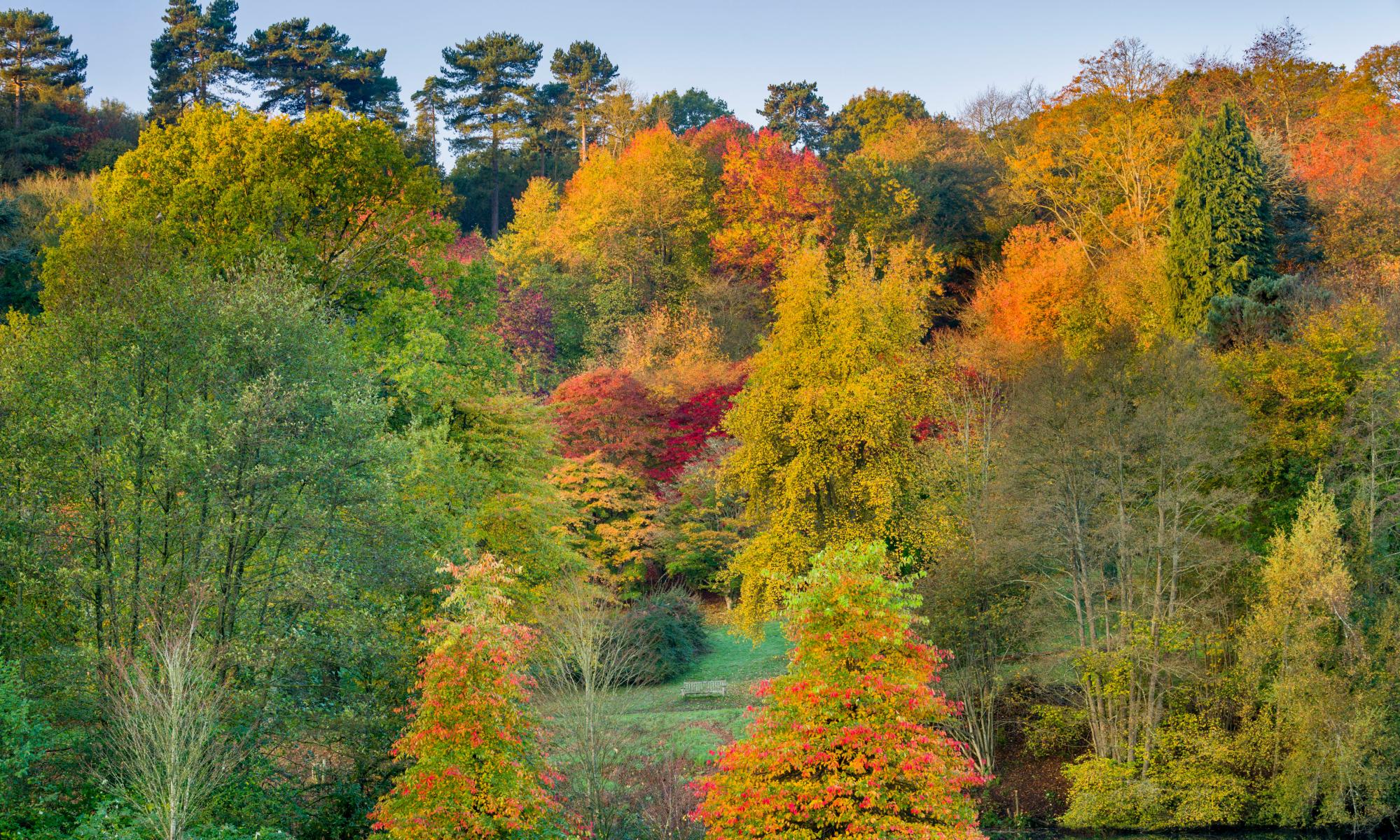 ‘Unique’ autumn show predicted for UK trees – but decline may follow