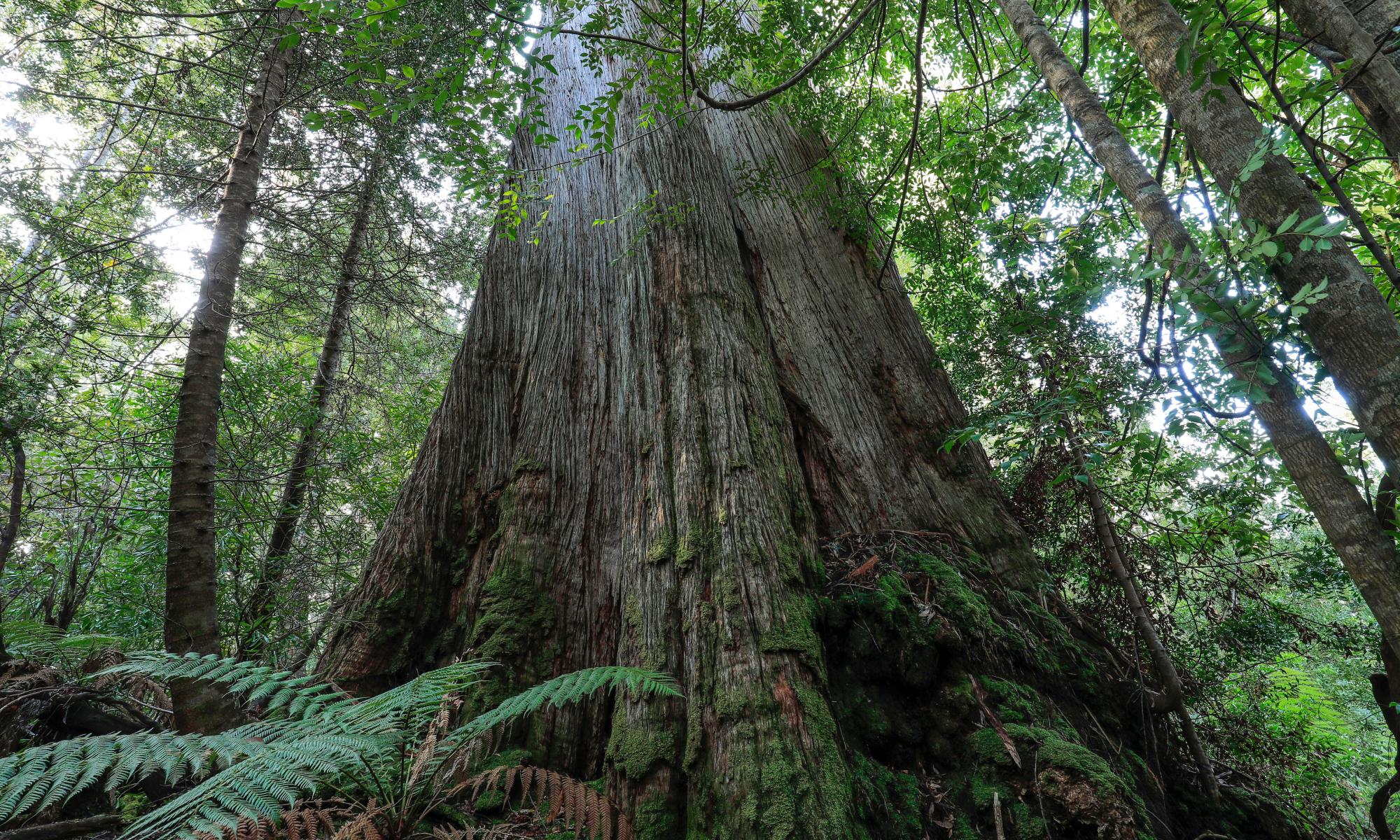 Native forests: why logging in Victoria and Tasmania is under pressure