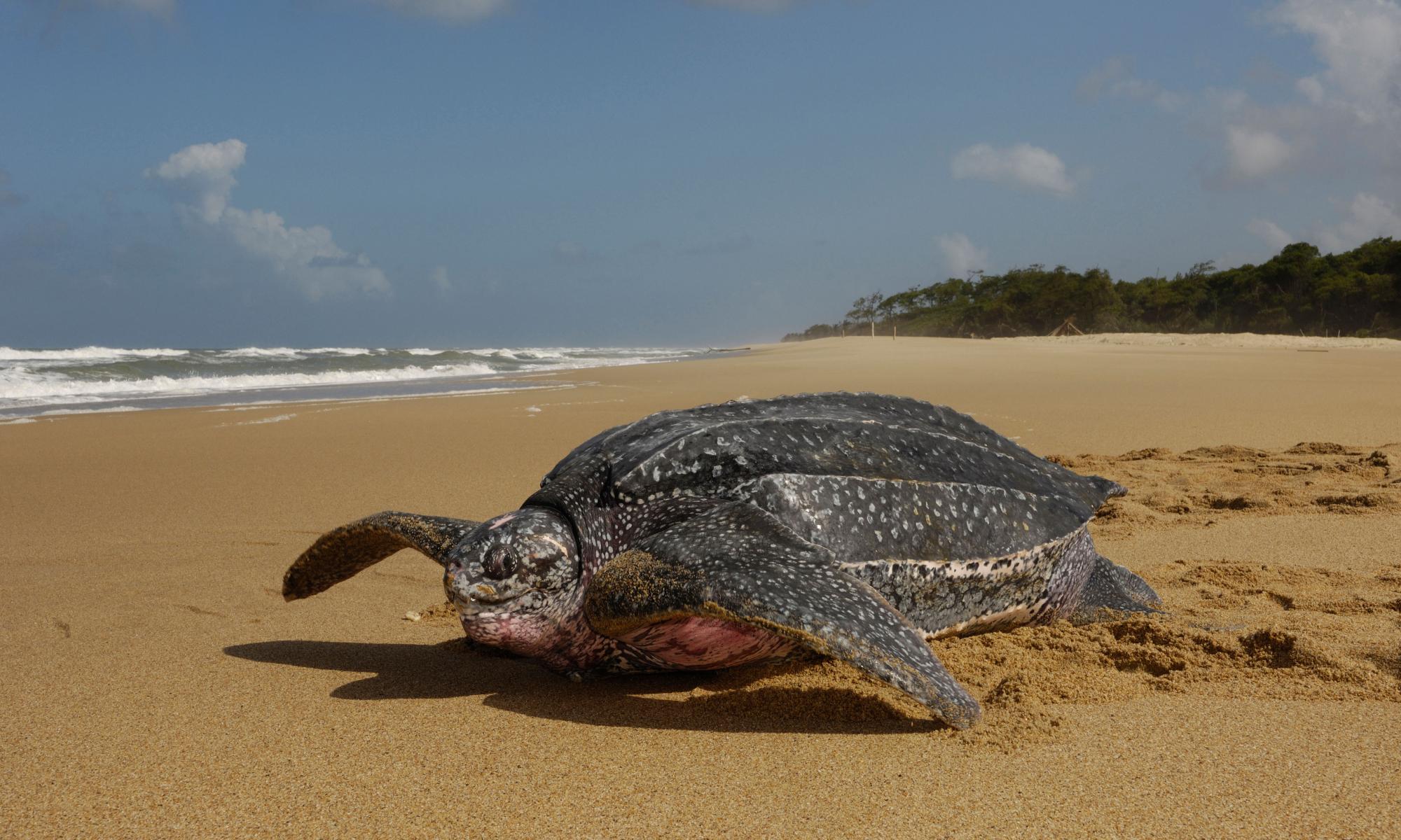 Warming oceans force leatherback turtles on longer journeys to feed