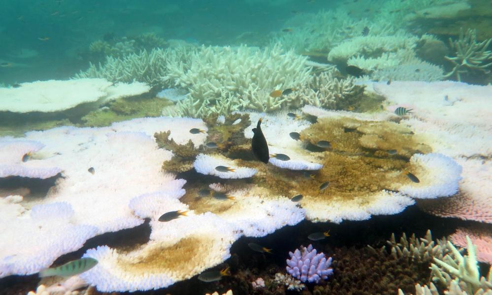 呼吁澳大利亚向联合国教科文组织展示它在大堡礁上的“漫步”