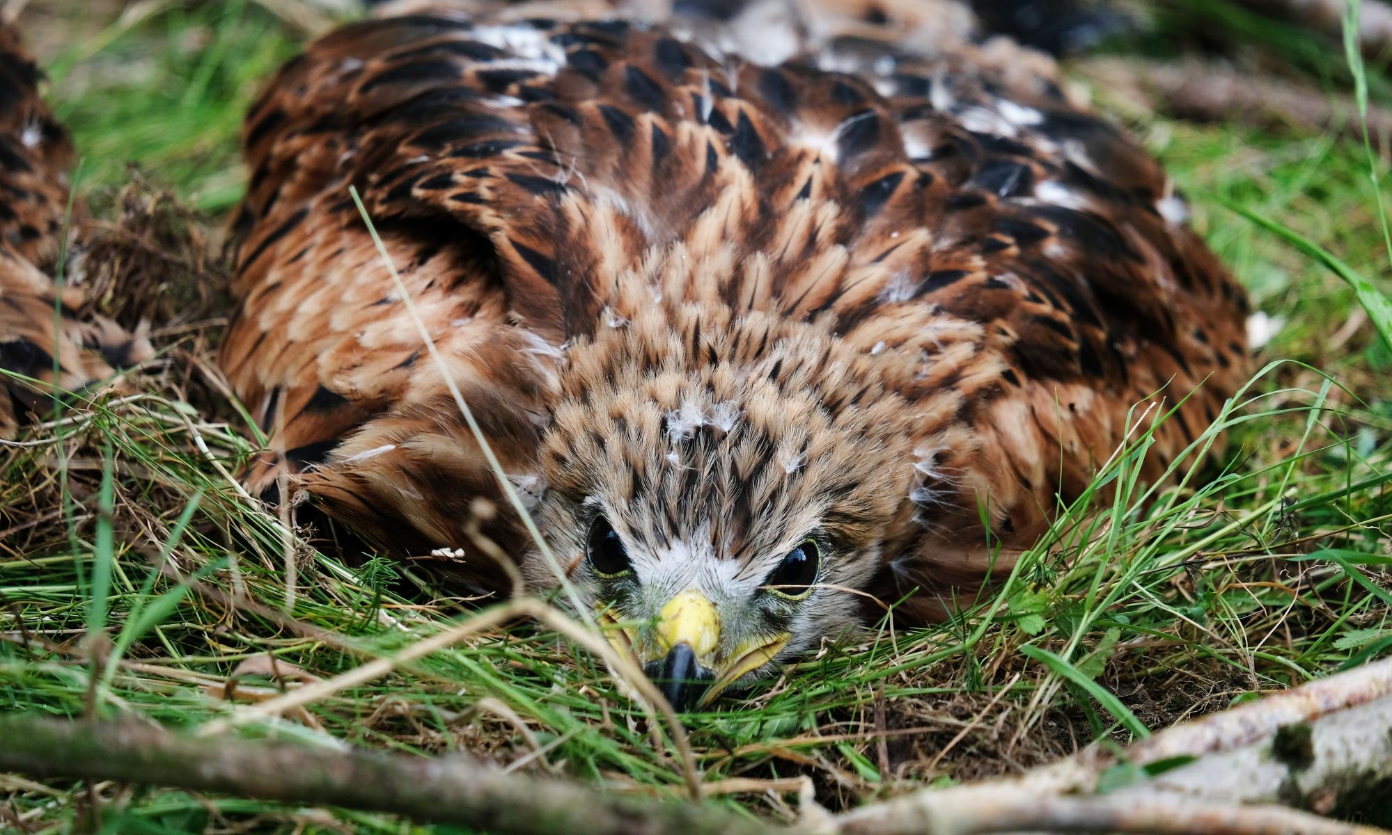 Red kite chicks sent from England to Spain to boost ailing numbers