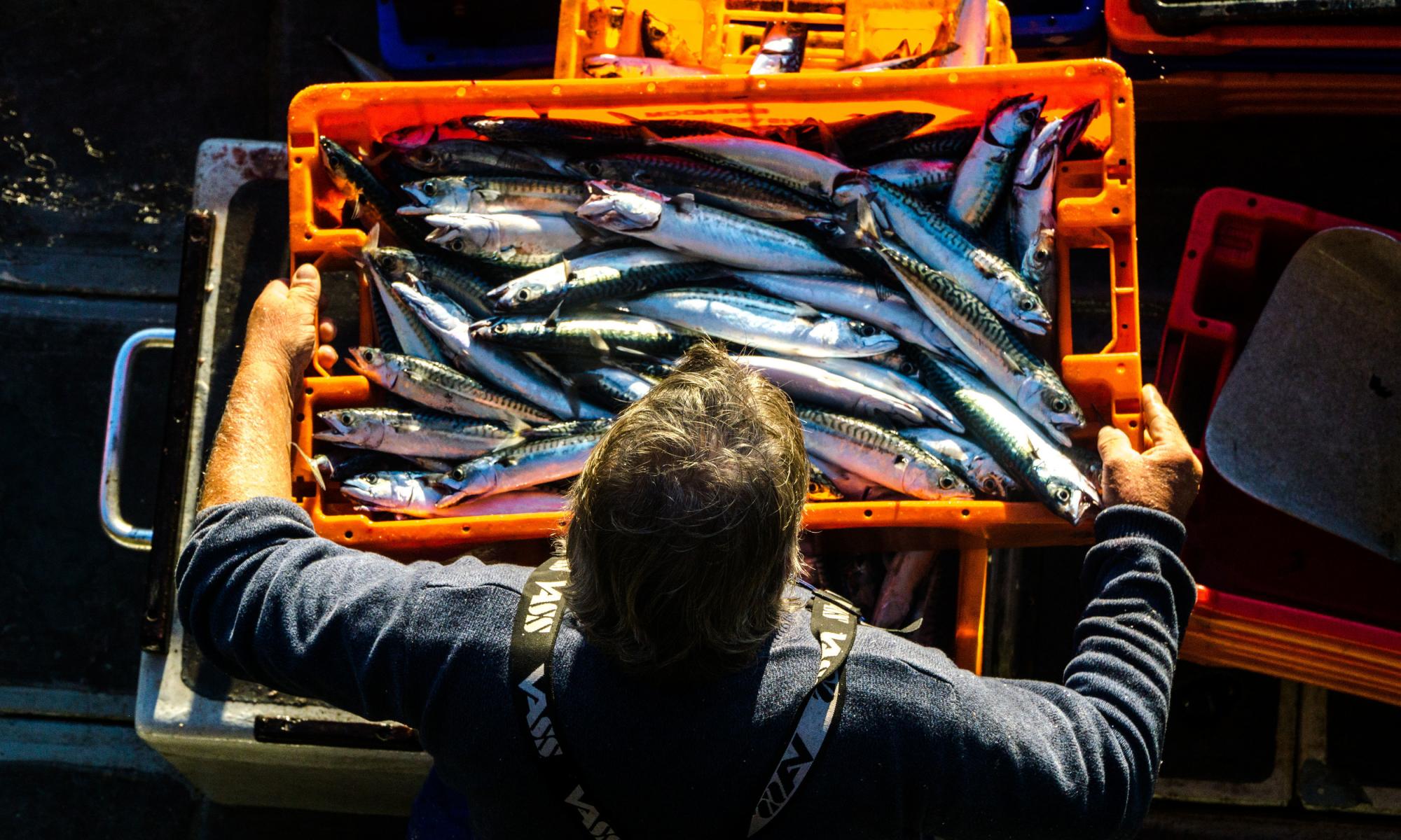 冰岛被指控通过增加捕捞量将鲭鱼库存置于危险之中