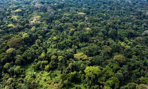 Sale of oil and gas permits casts shadow over world’s second-largest rainforest