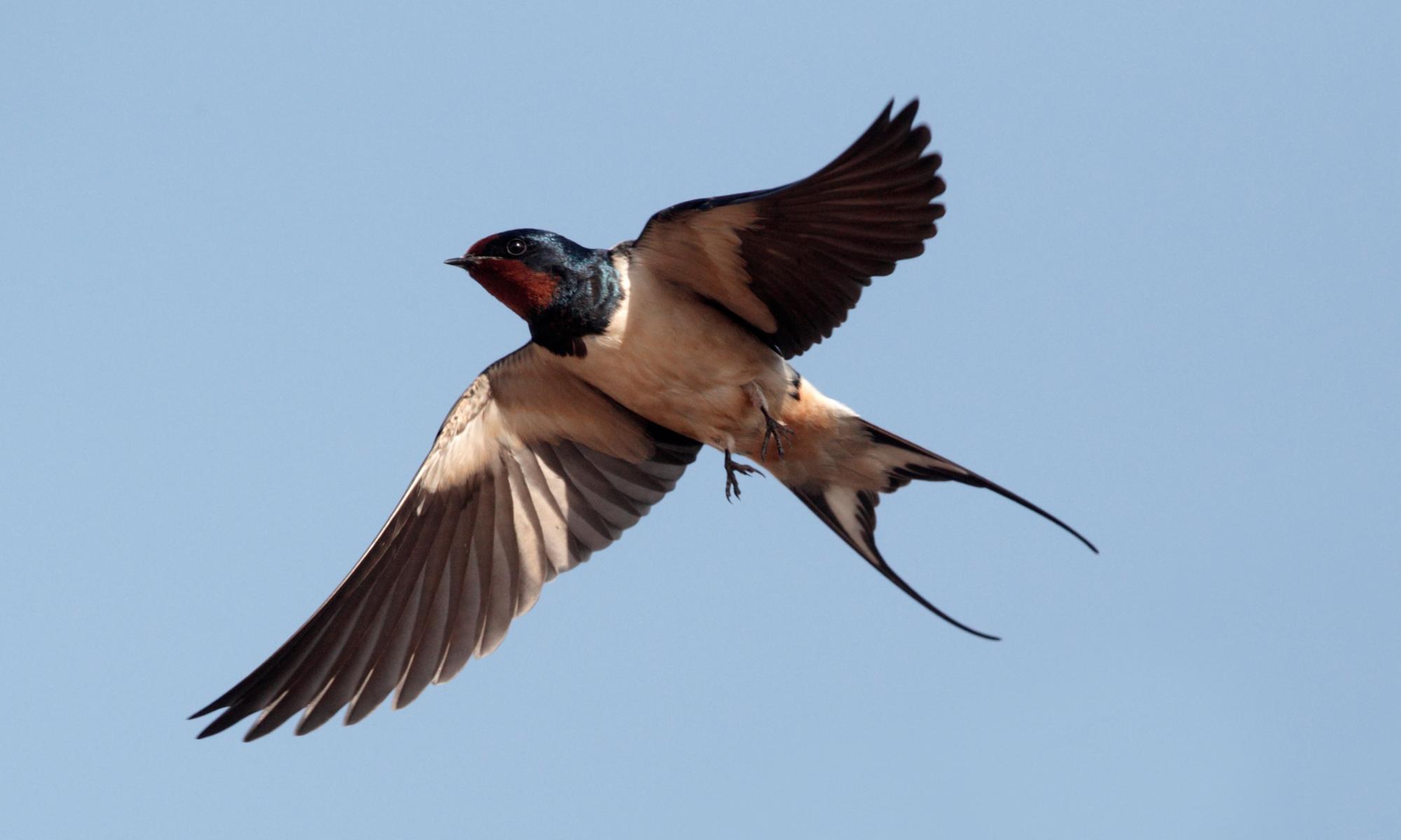Swallows and martins head back to the UK but a changing climate threatens their future