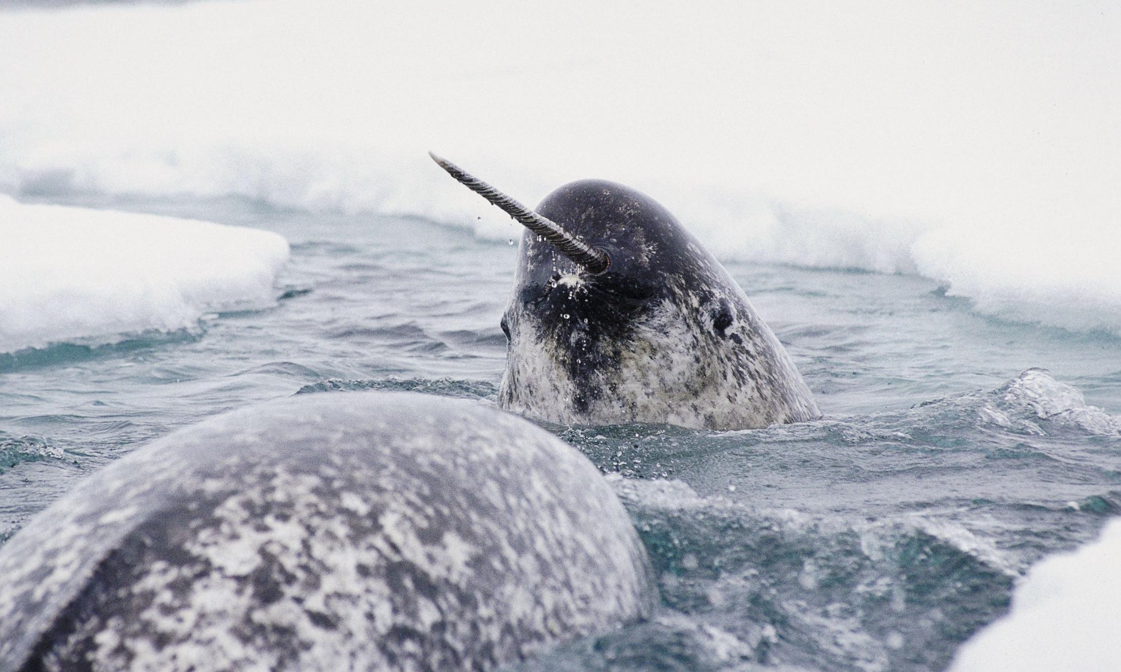 Narwhals adapting to climate crisis by delaying migration, study finds 